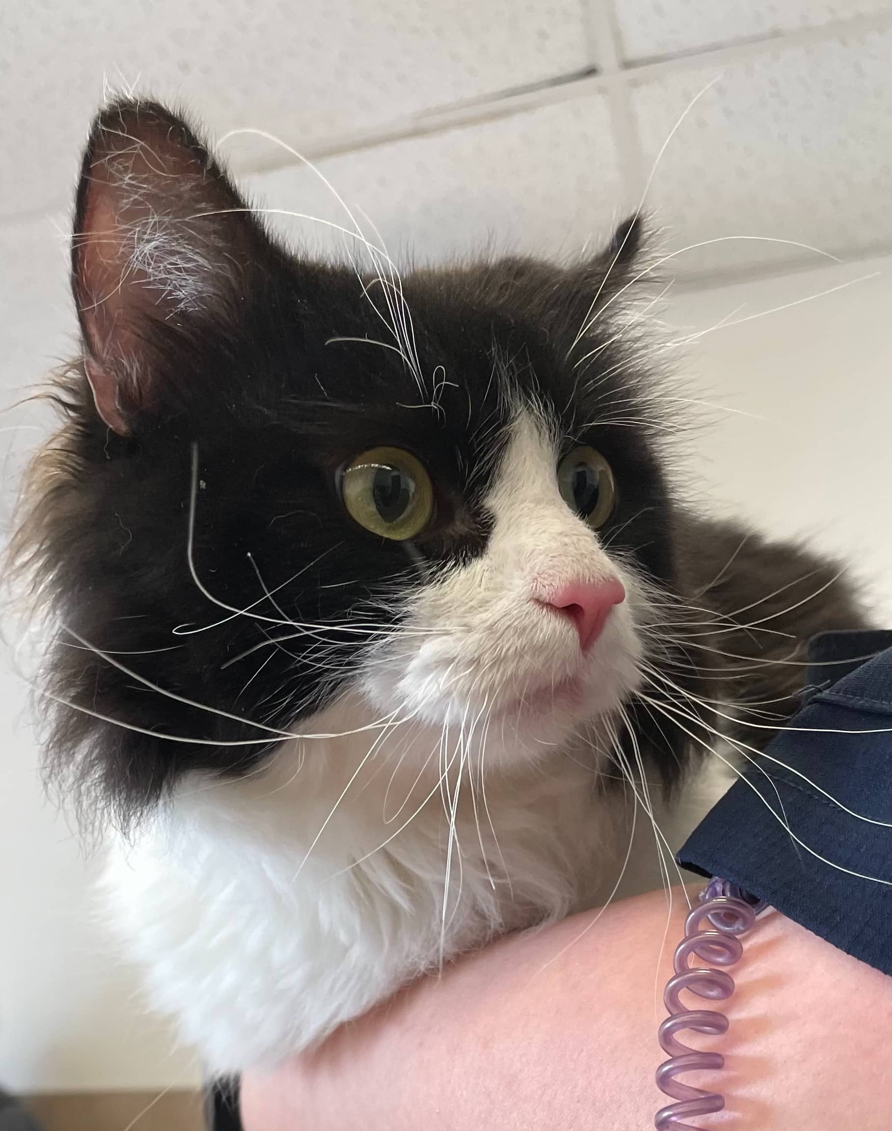 Grillon d’or - Domestic Shorthair cat available for adoption at SPA de Québec in Quebec City
