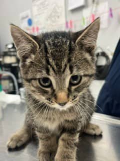 Pralin - Domestic Shorthair cat available for adoption at SPA de Québec in Quebec City