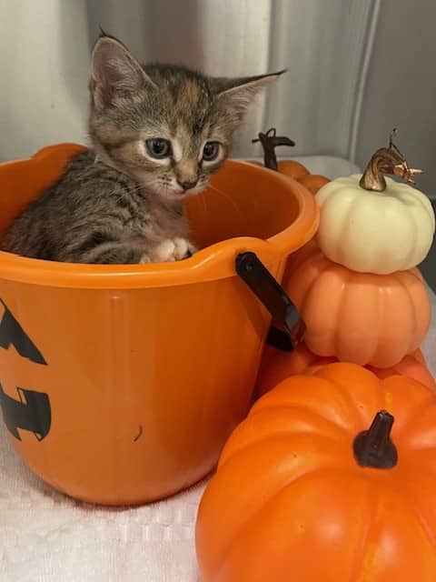 Ivory - Domestic Shorthair cat available for adoption at SPA de Québec in Quebec City