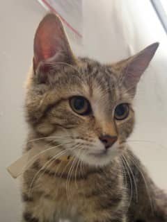 Capucine - Domestic Shorthair available for adoption