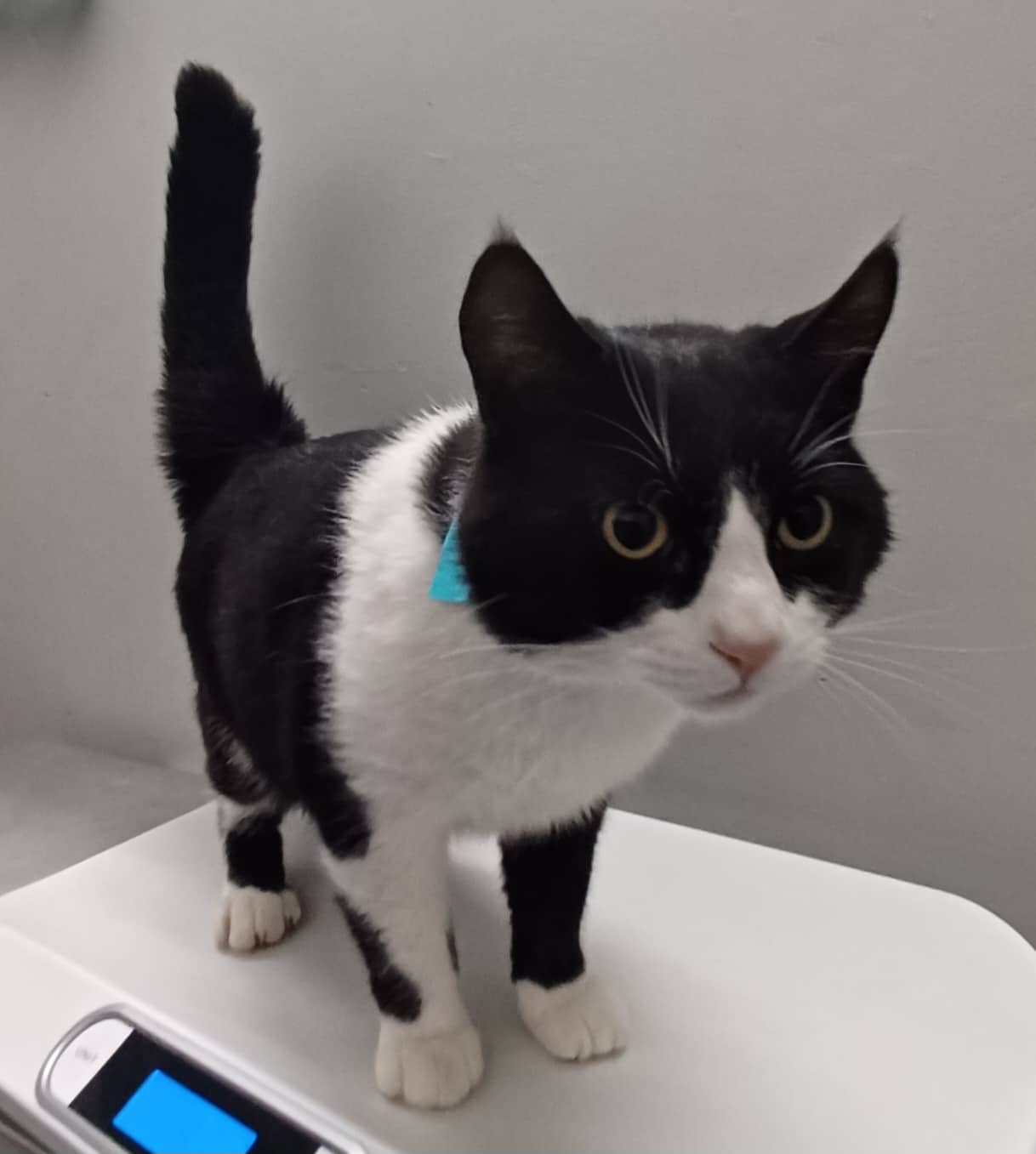 Kang - Domestic Shorthair available for adoption