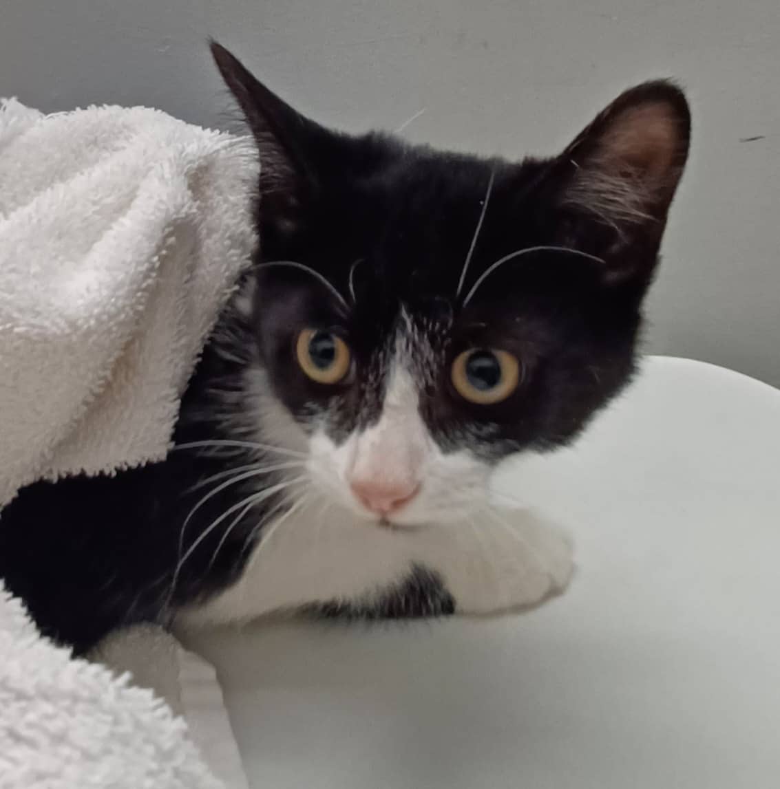 Lyham - Domestic Shorthair available for adoption