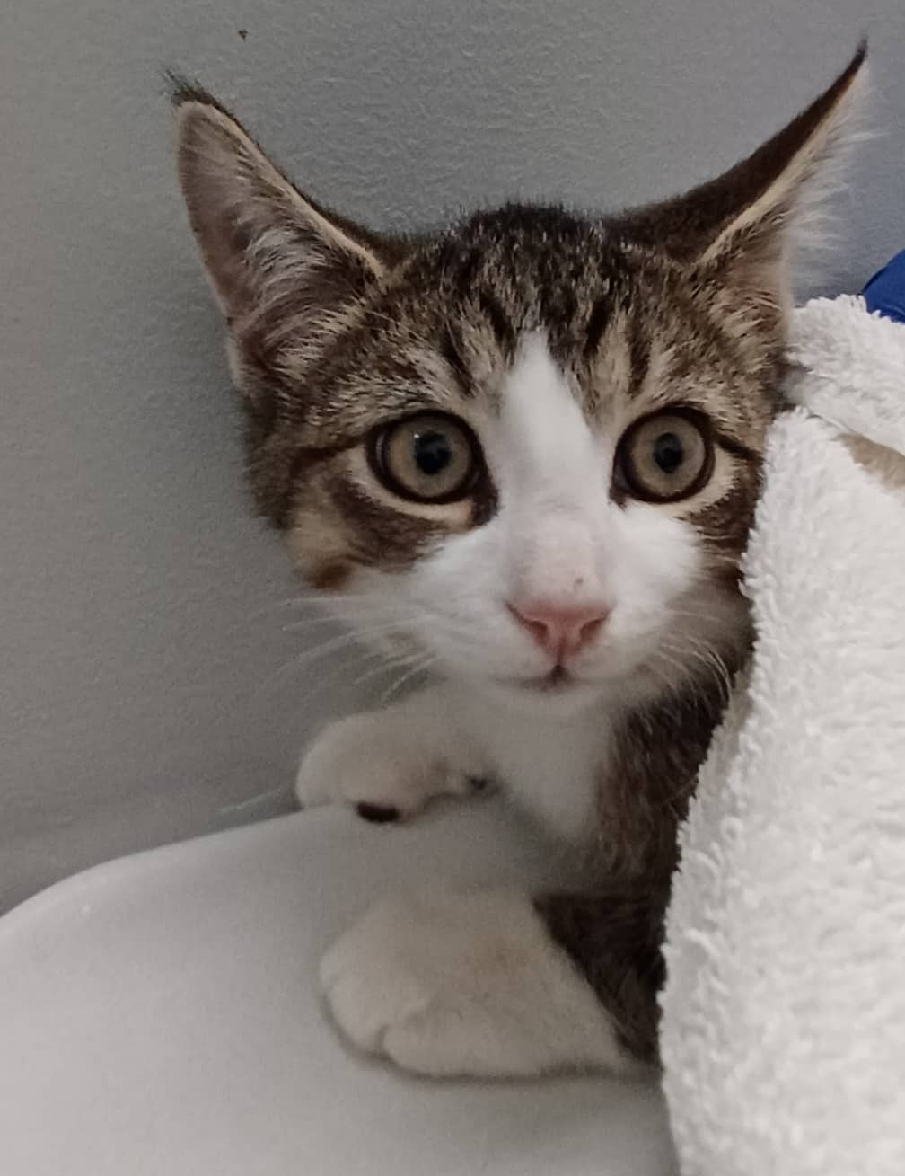Fabien - Domestic Shorthair cat available for adoption at SPA de Québec in Quebec City