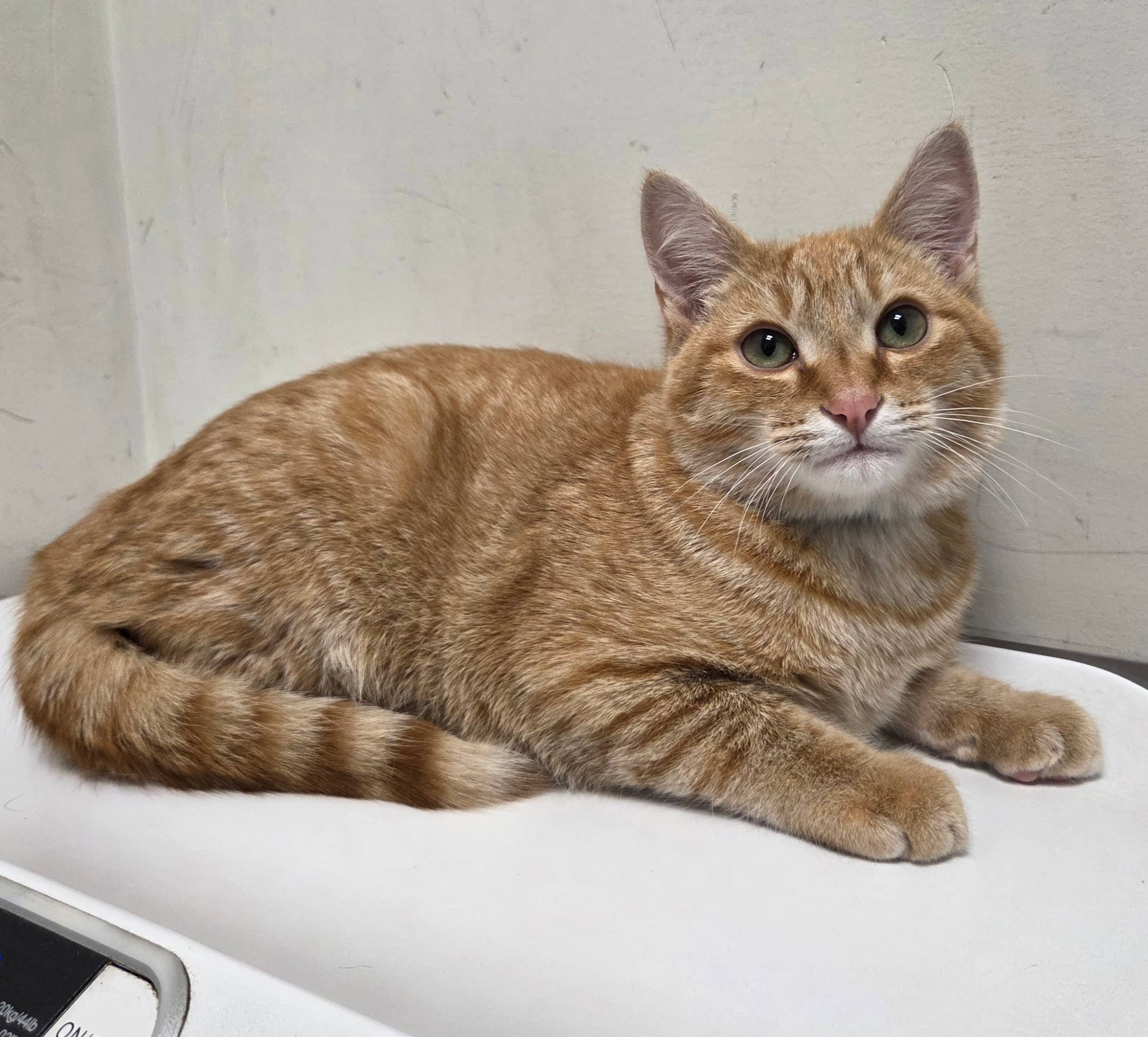 Cheetos - Domestic Shorthair cat available for adoption at SPA de Québec in Quebec City