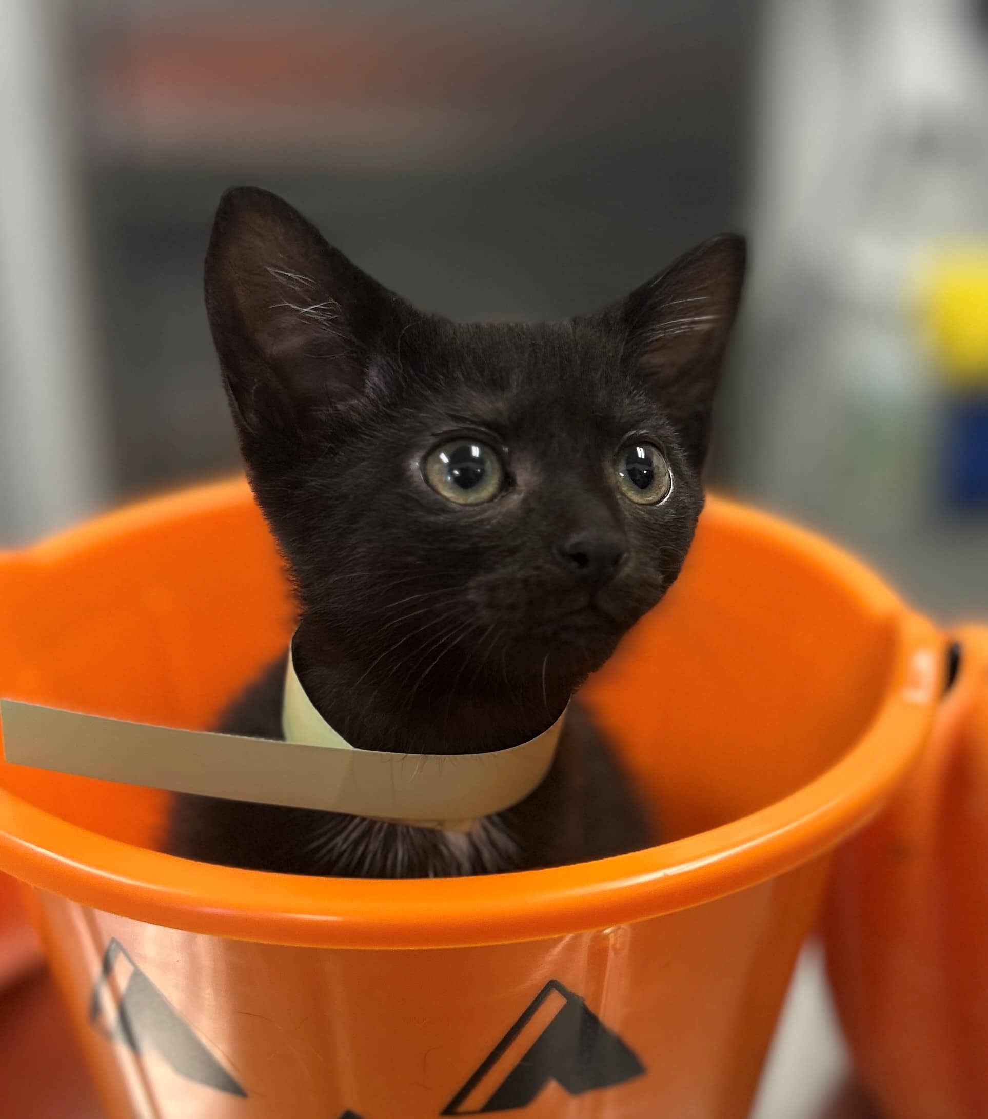 Ari - Domestic Shorthair available for adoption