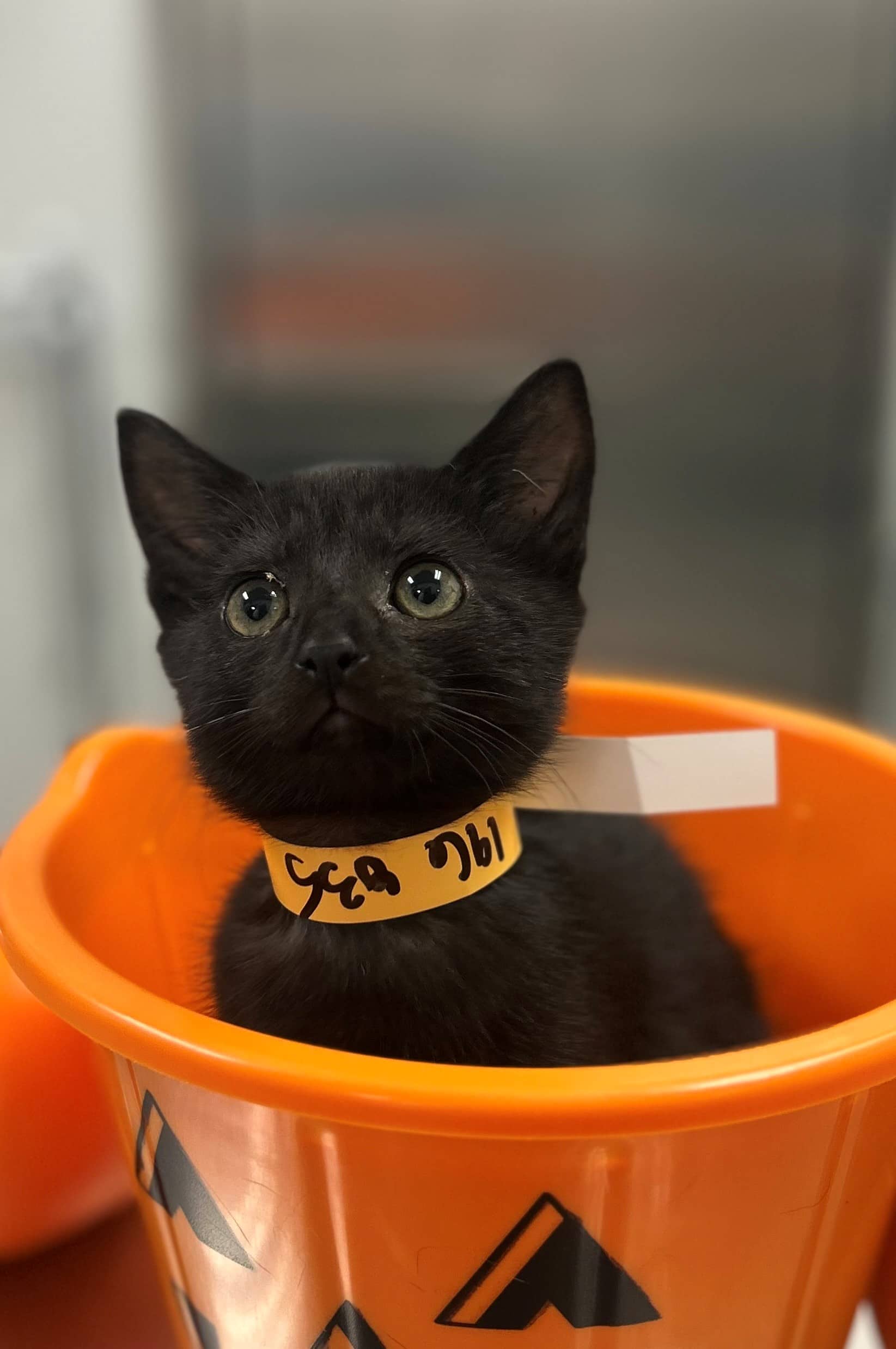 Folkwin - Domestic Shorthair available for adoption