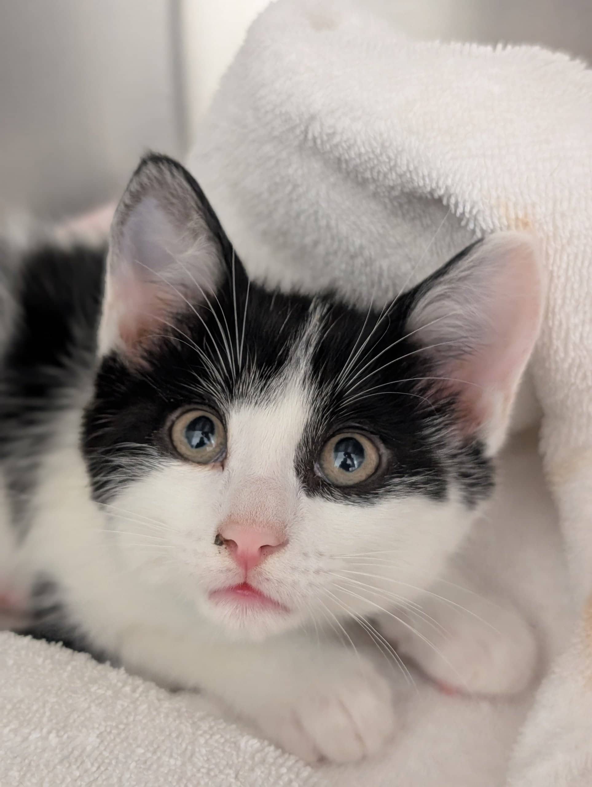 Pierre - Domestic Shorthair cat available for adoption at SPA de Québec in Quebec City