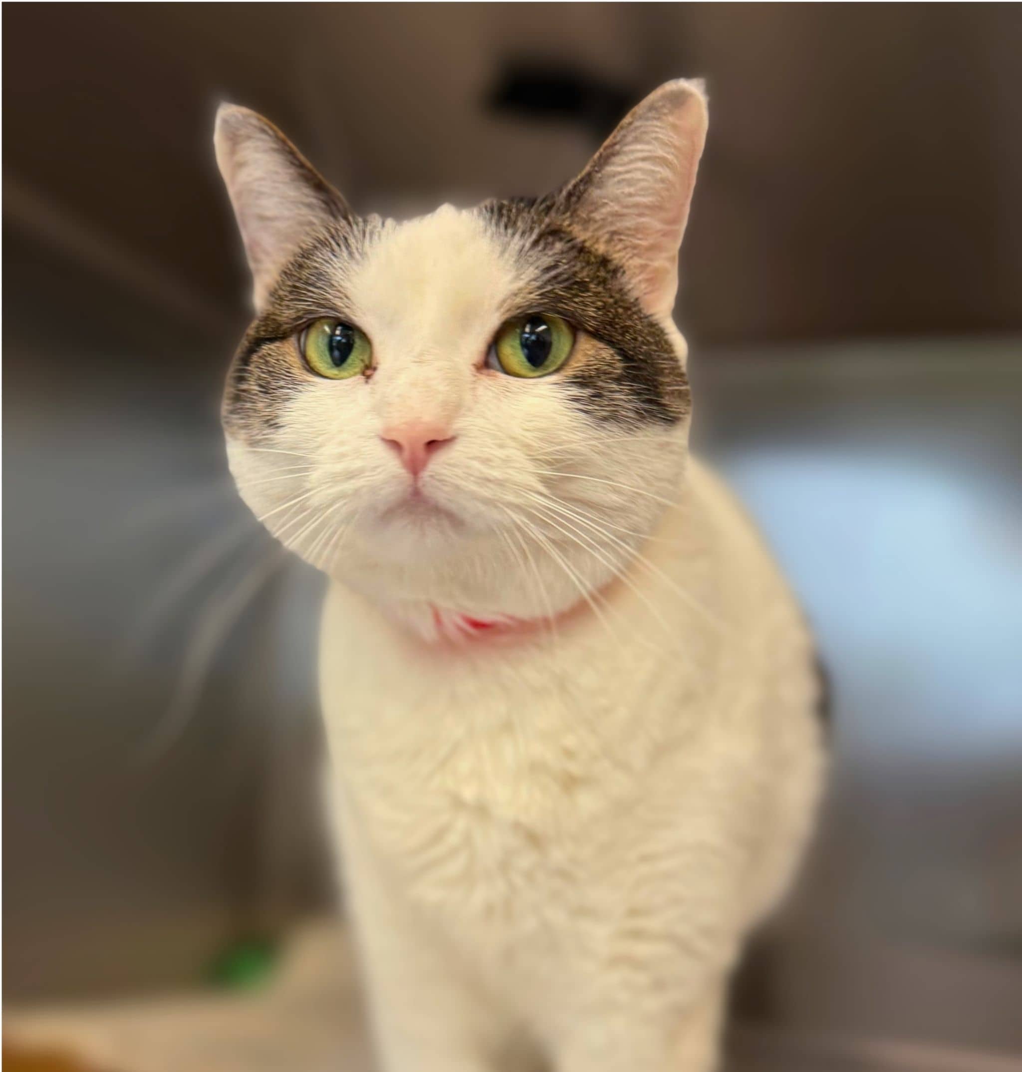 Chloé - Domestic Shorthair available for adoption