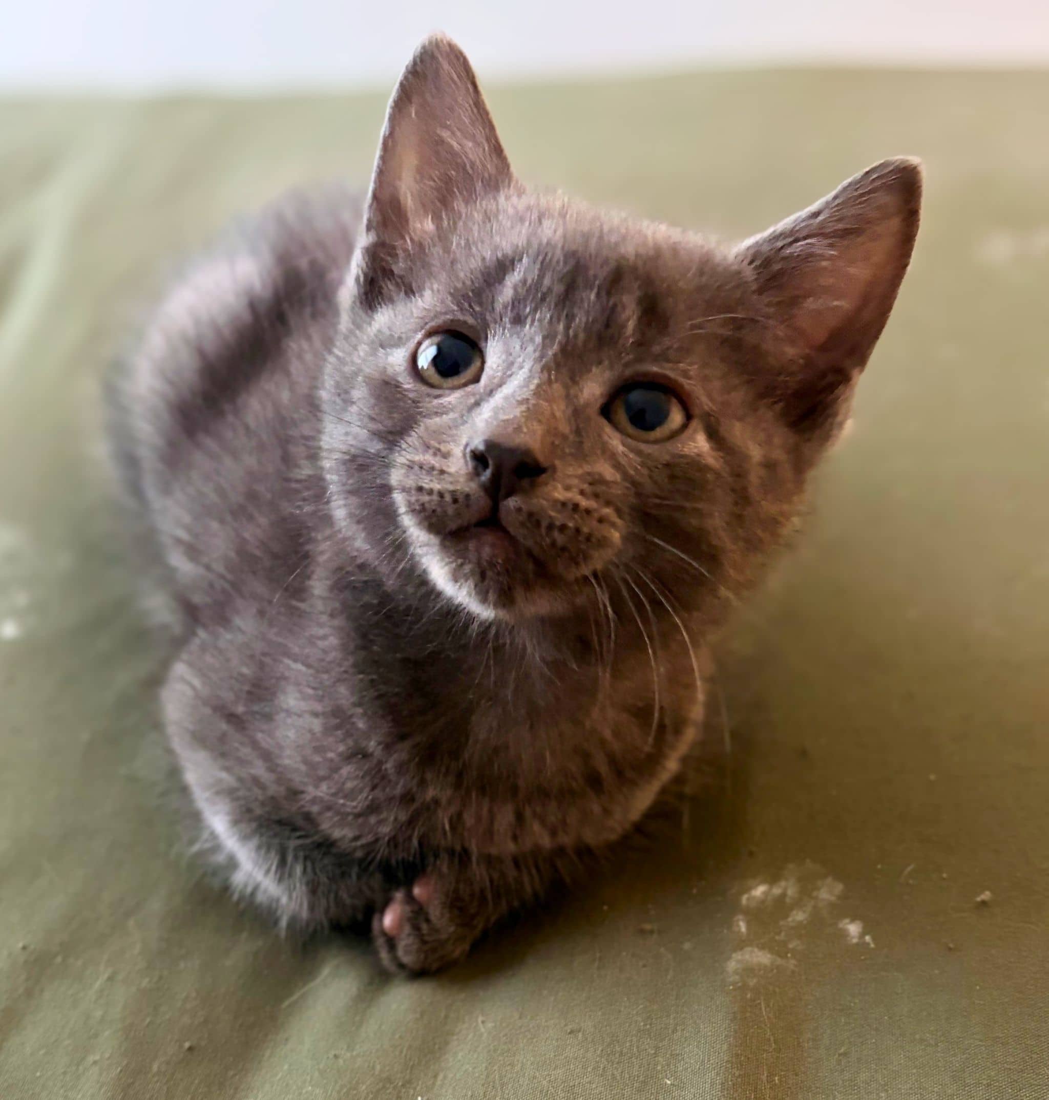 Joe - Domestic Shorthair cat available for adoption at SPA de Québec in Quebec City