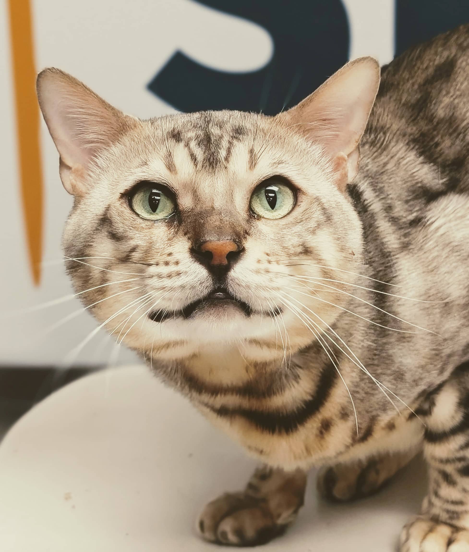 Onyx - Bengal cat available for adoption at SPA de Québec in Quebec City