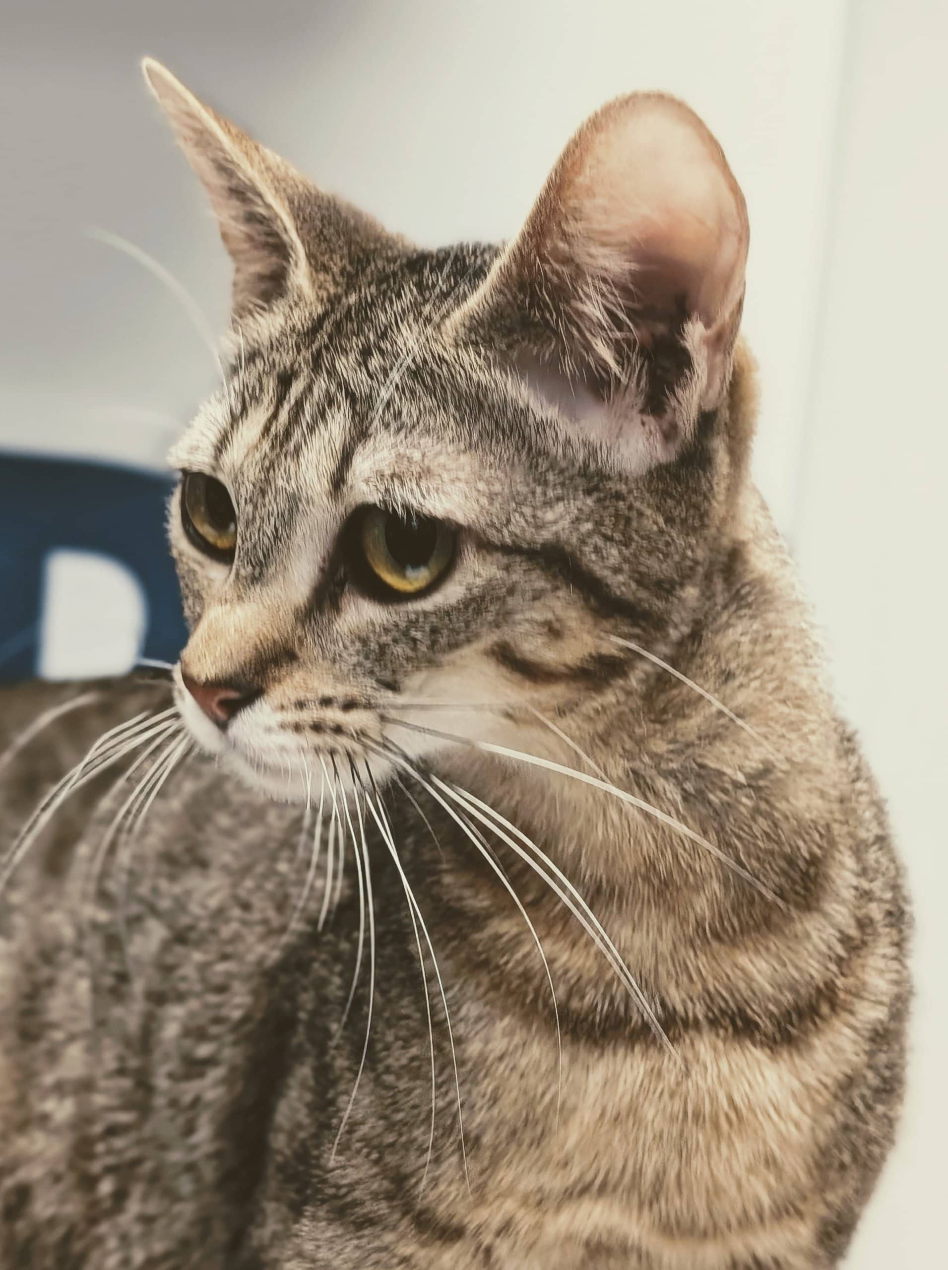 Sheyba - Domestic Shorthair cat available for adoption at SPA de Québec in Quebec City