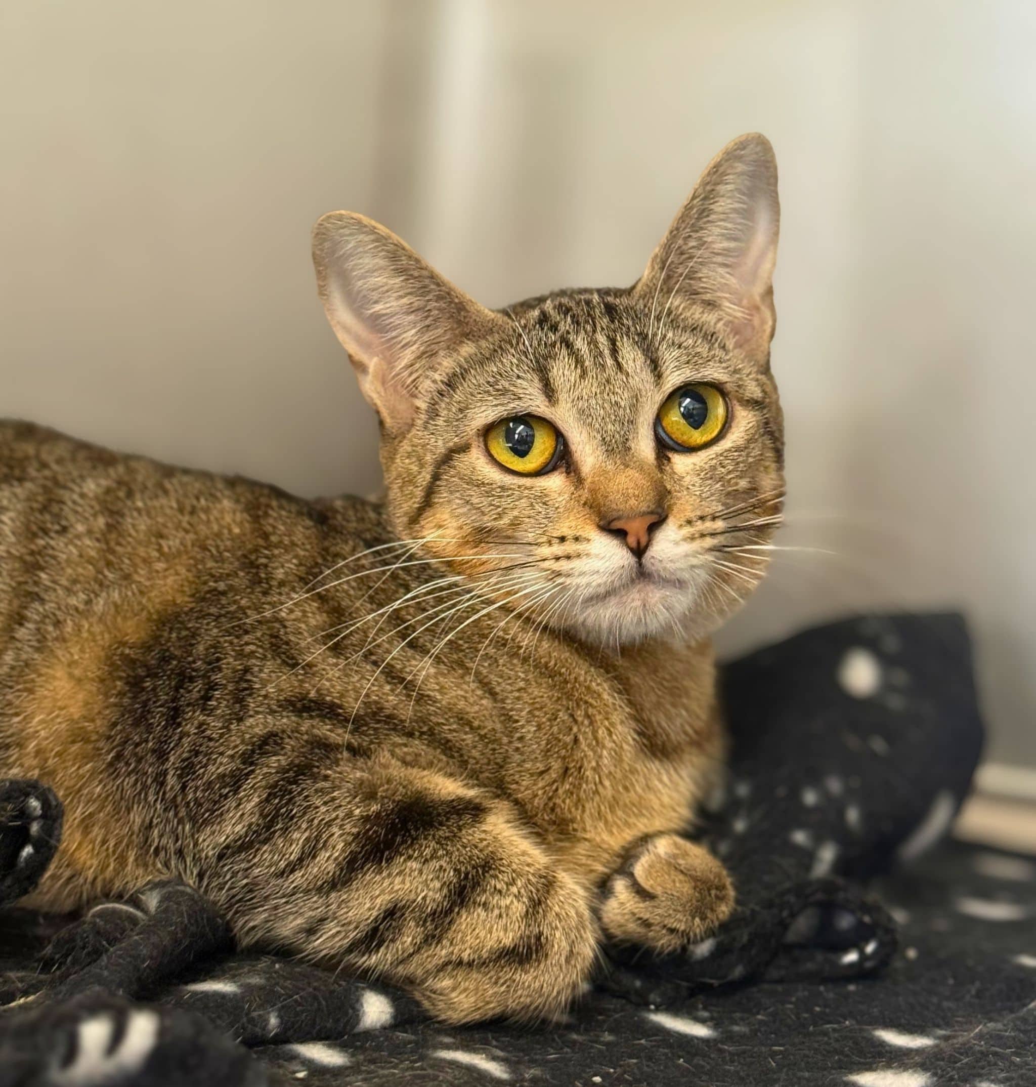 Sheyba - Domestic Shorthair available for adoption
