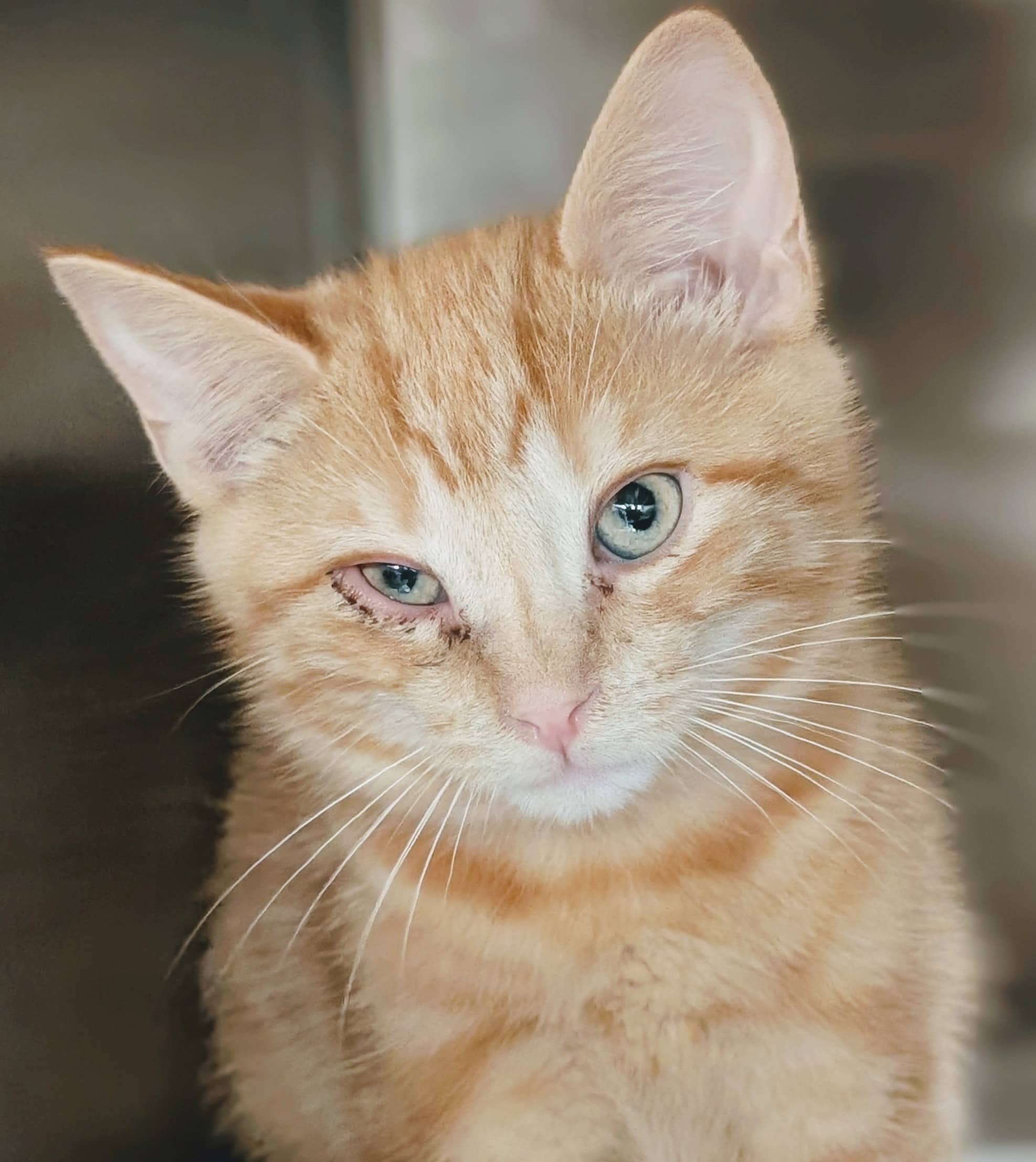 Rock - Domestic Shorthair available for adoption