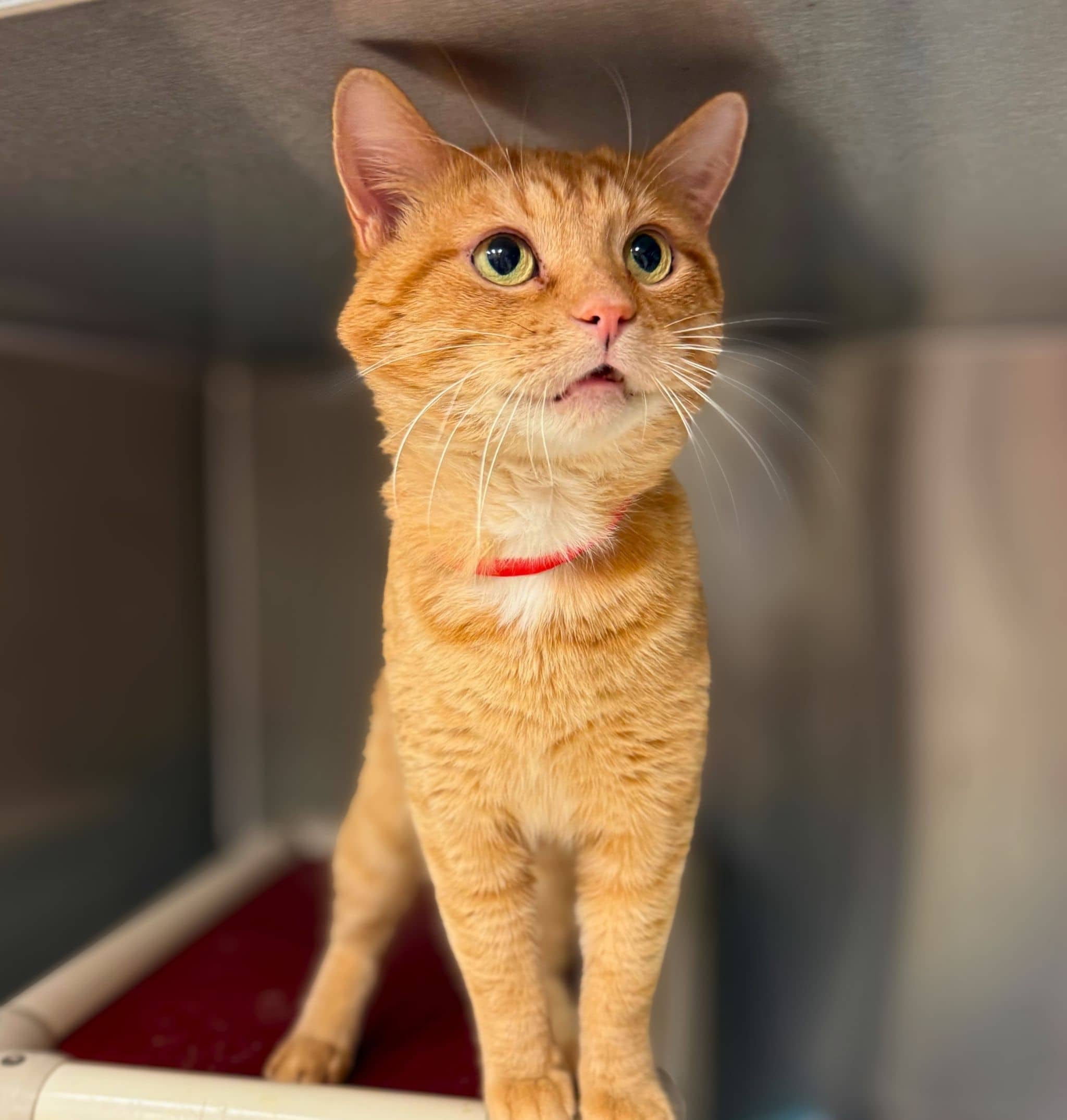 Béchamel - Domestic Shorthair available for adoption