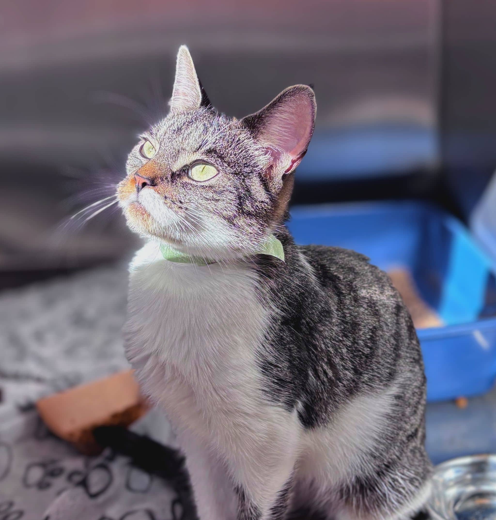 Betta - Domestic Shorthair cat available for adoption at SPA de Québec in Quebec City