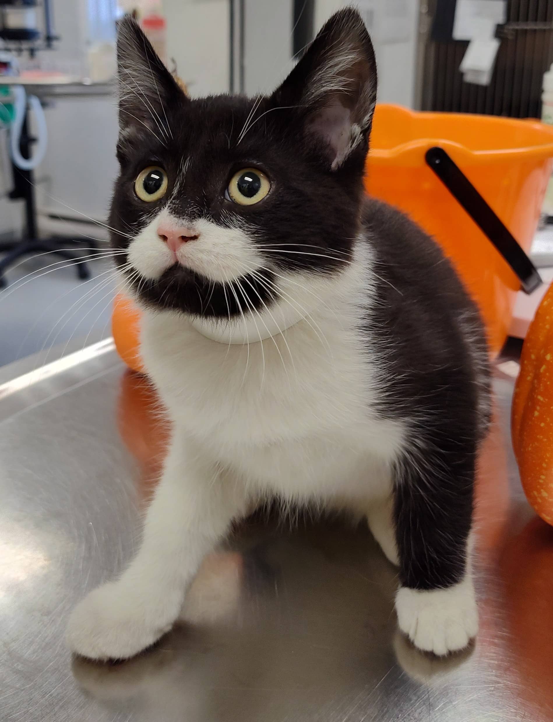 Molly - Domestic Shorthair cat available for adoption at SPA de Québec in Quebec City