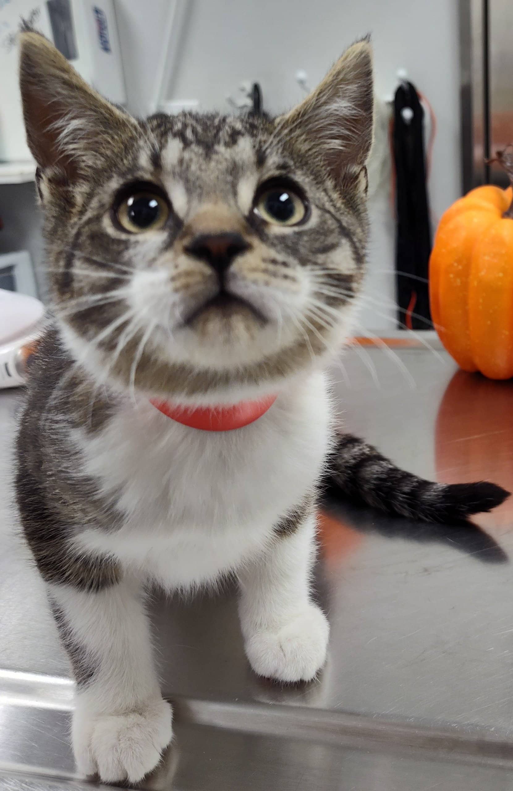 Koi - Domestic Shorthair cat available for adoption at SPA de Québec in Quebec City