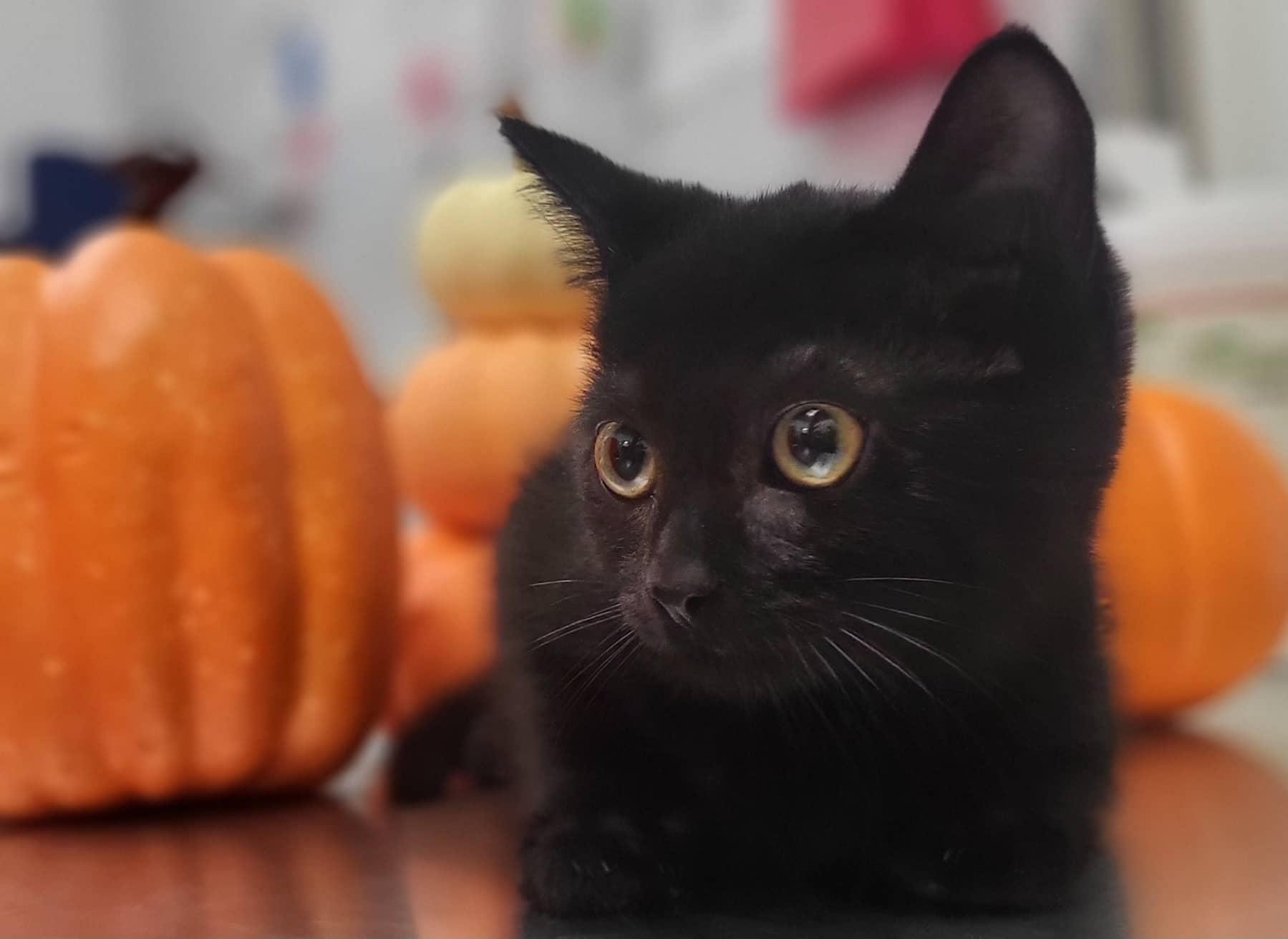 Noisette - Domestic Shorthair cat available for adoption at SPA de Québec in Quebec City