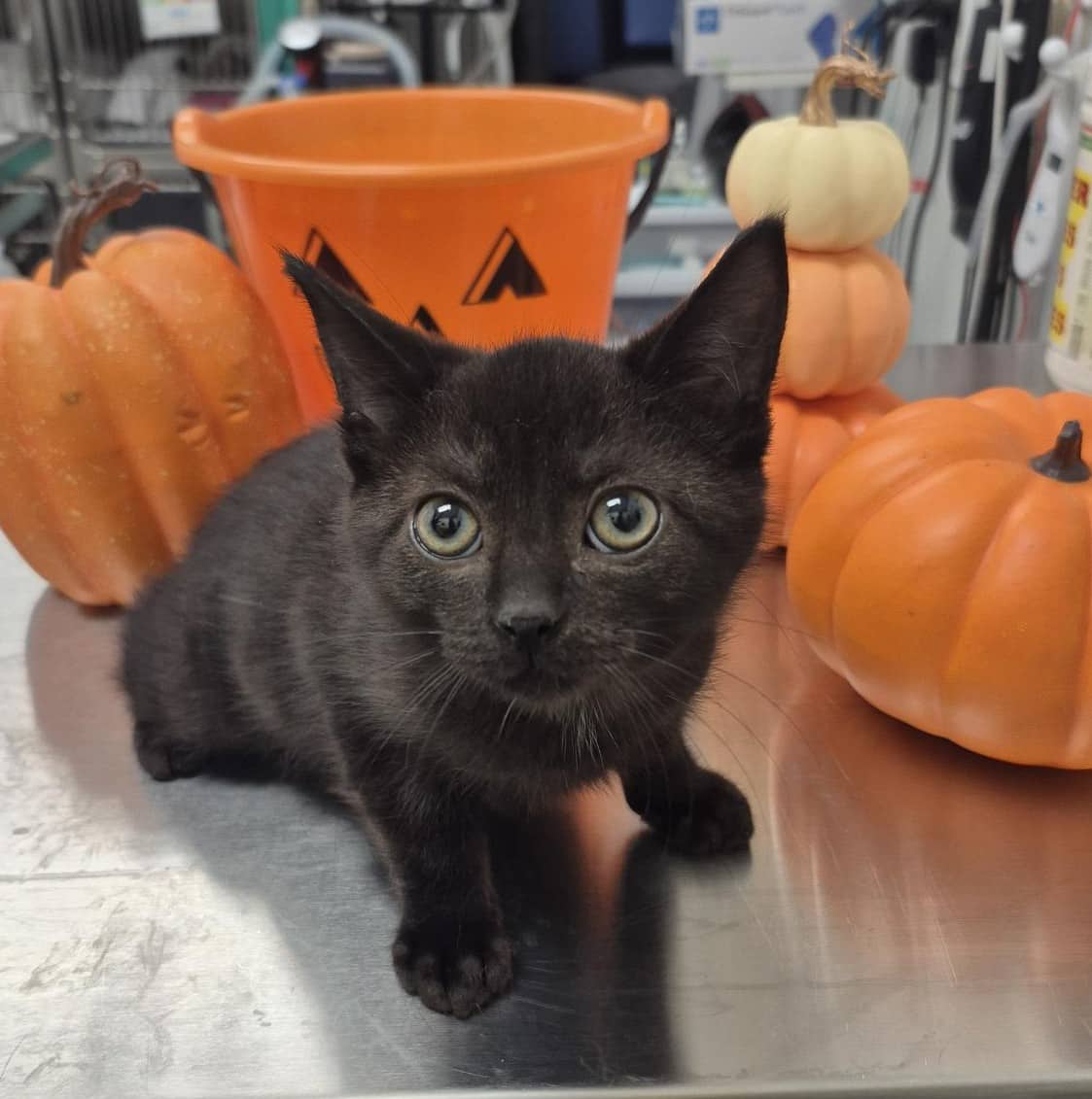 Cajou - Domestic Shorthair cat available for adoption at SPA de Québec in Quebec City