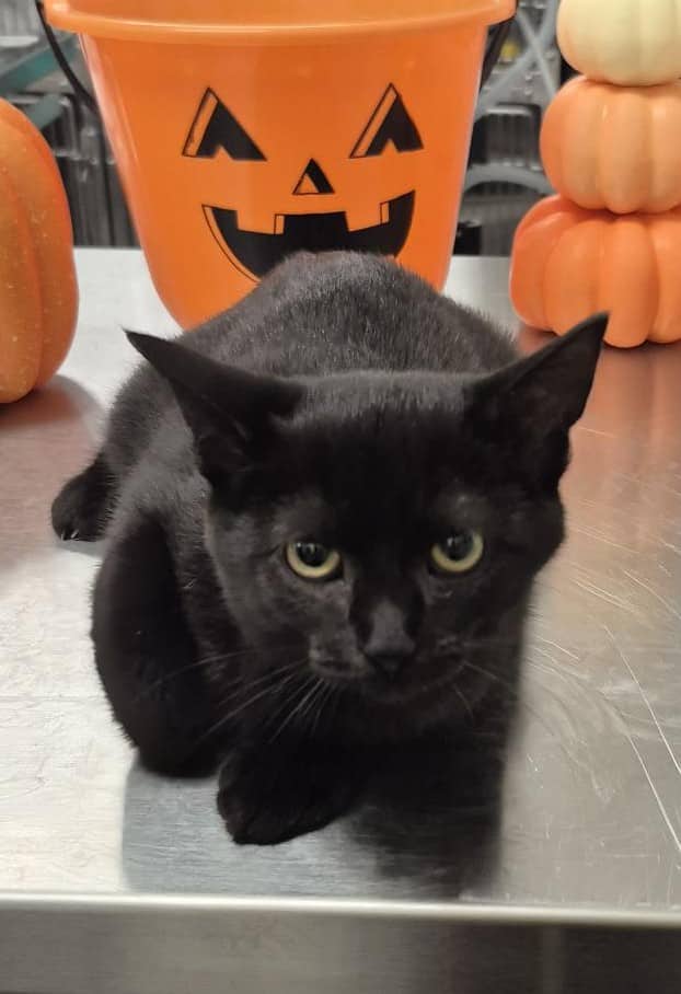 Pistache - Domestic Shorthair cat available for adoption at SPA de Québec in Quebec City