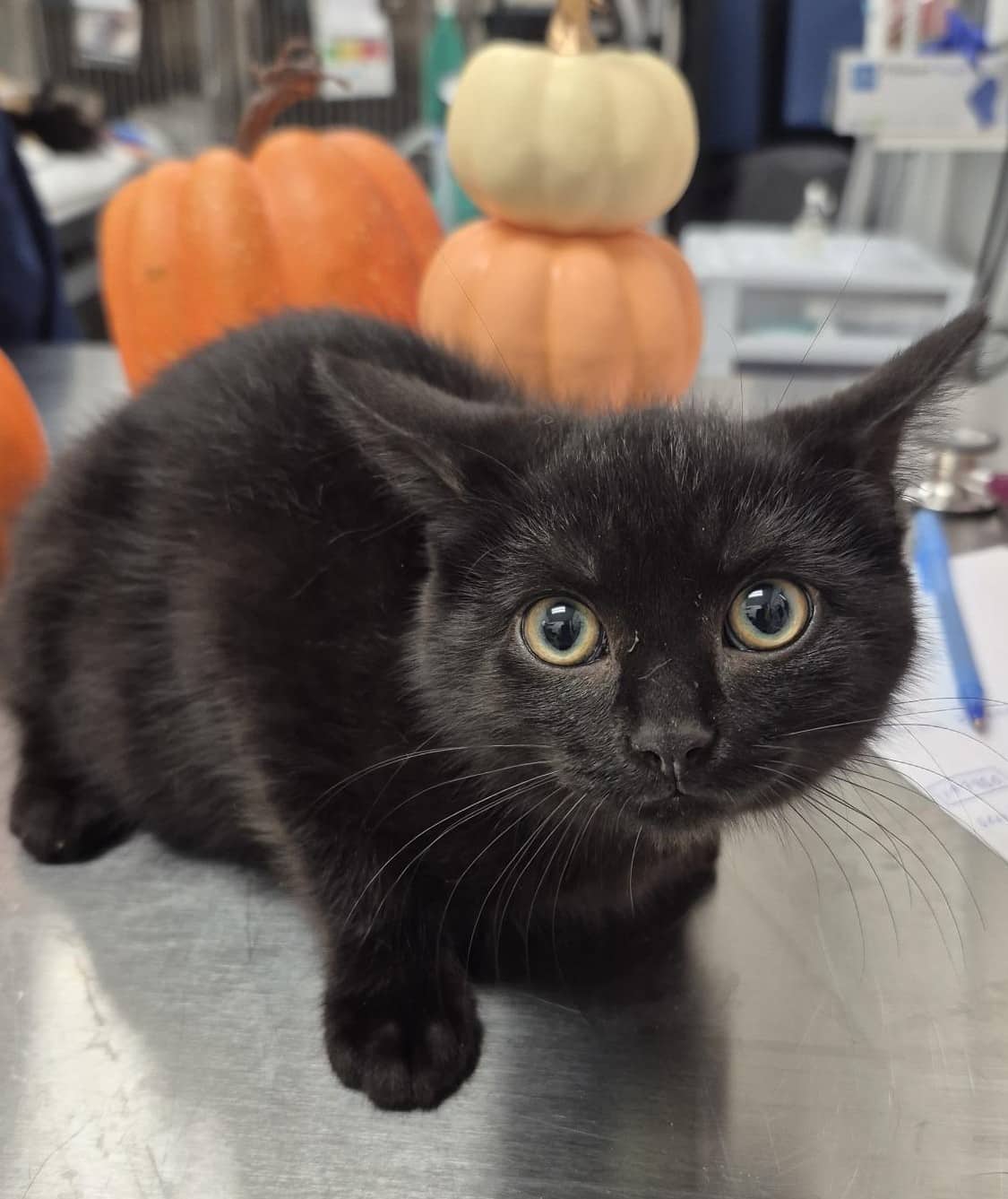 Pacane - Domestic Shorthair cat available for adoption at SPA de Québec in Quebec City