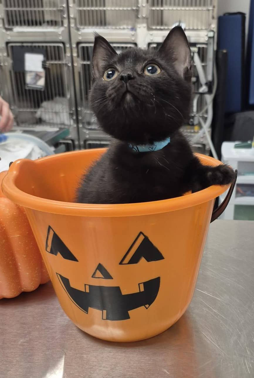 Amande - Domestic Shorthair cat available for adoption at SPA de Québec in Quebec City