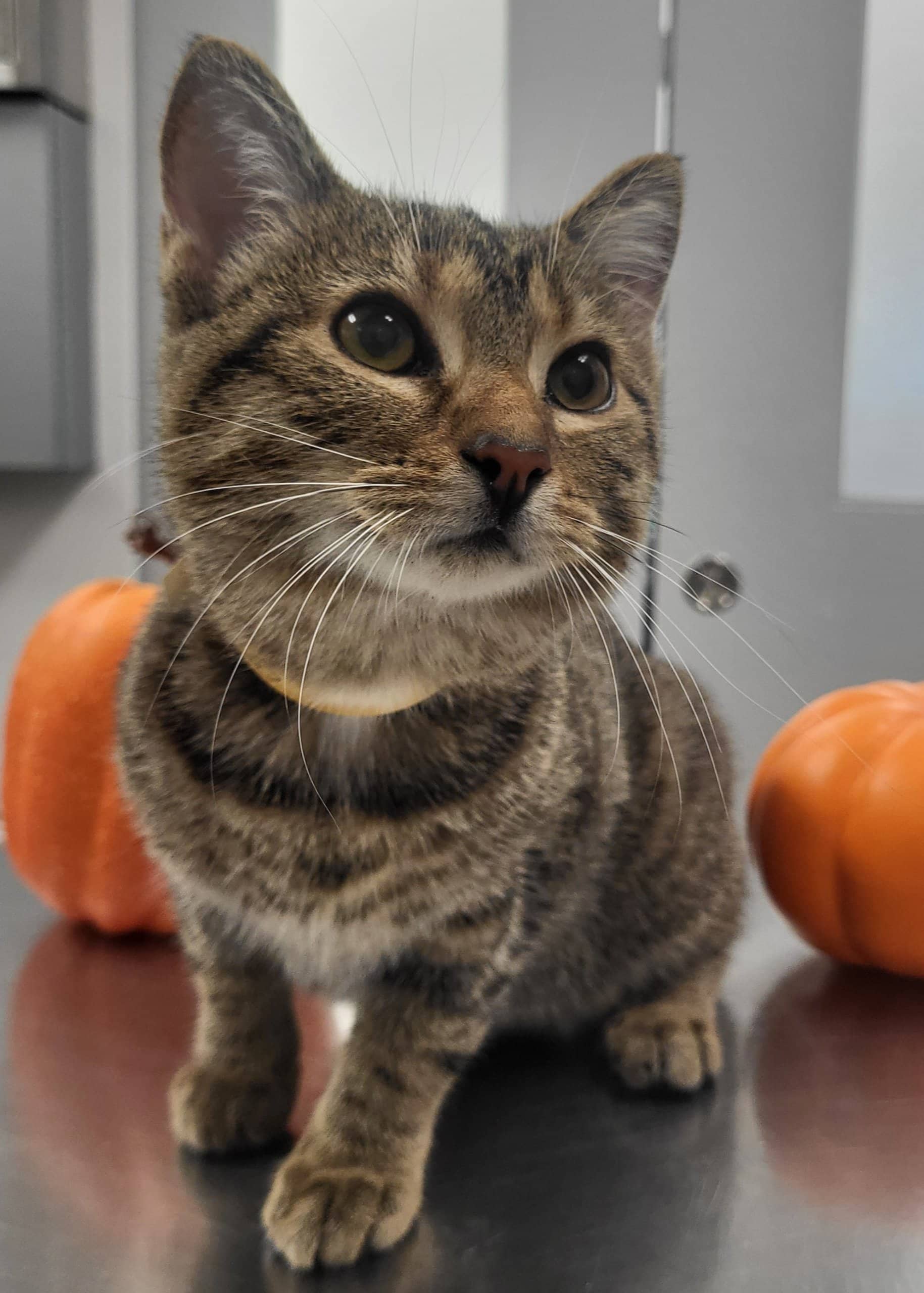 Ève-ntaille - Domestic Shorthair cat available for adoption at SPA de Québec in Quebec City