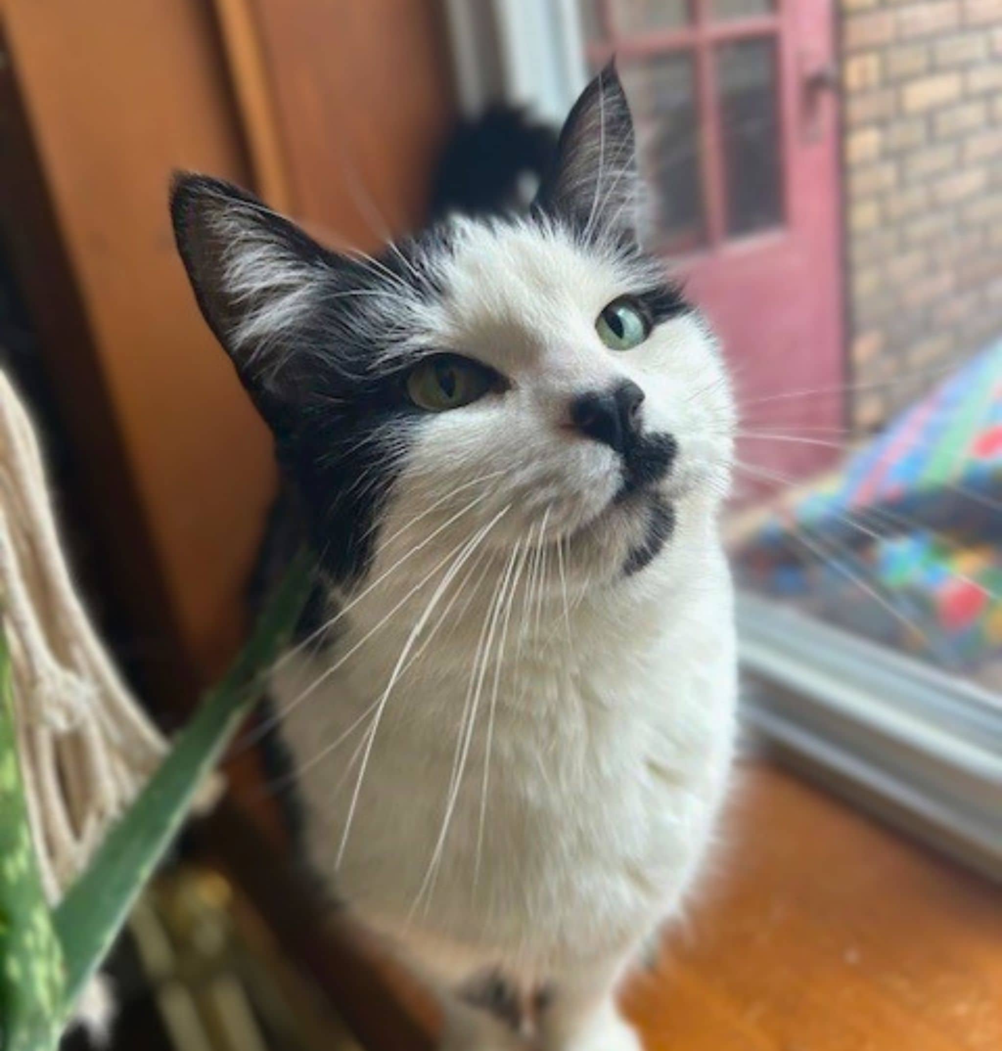 Tonka - Domestic Shorthair cat available for adoption at SPA de Québec in Quebec City
