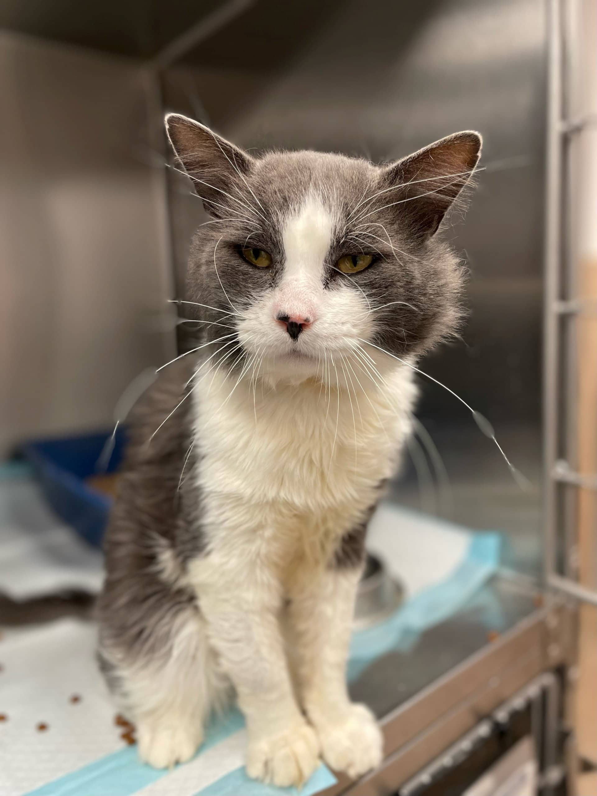 Croque-Monsieur - Domestic Shorthair cat available for adoption at SPA de Québec in Quebec City