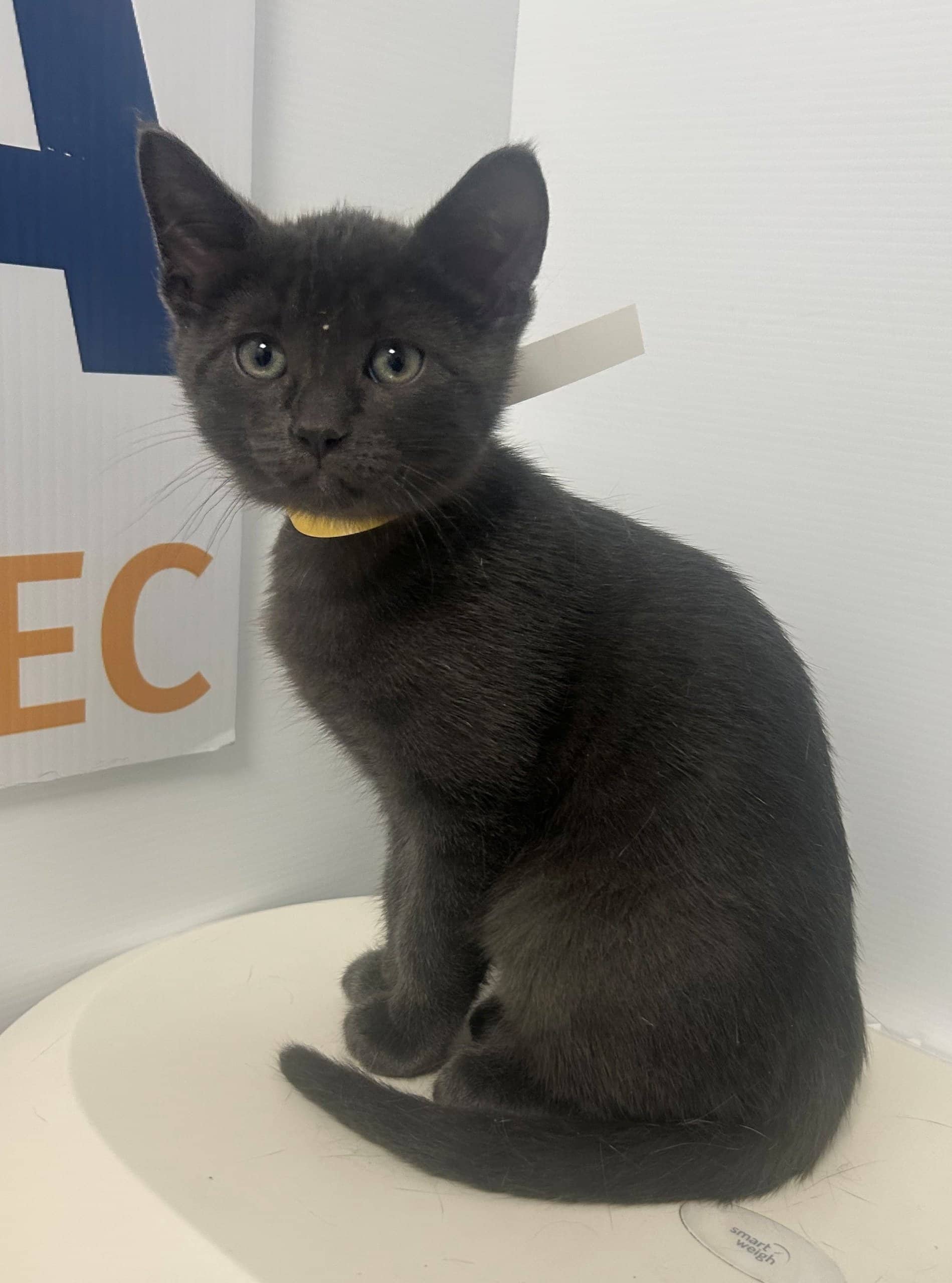 Patate - Domestic Shorthair cat available for adoption at SPA de Québec in Quebec City