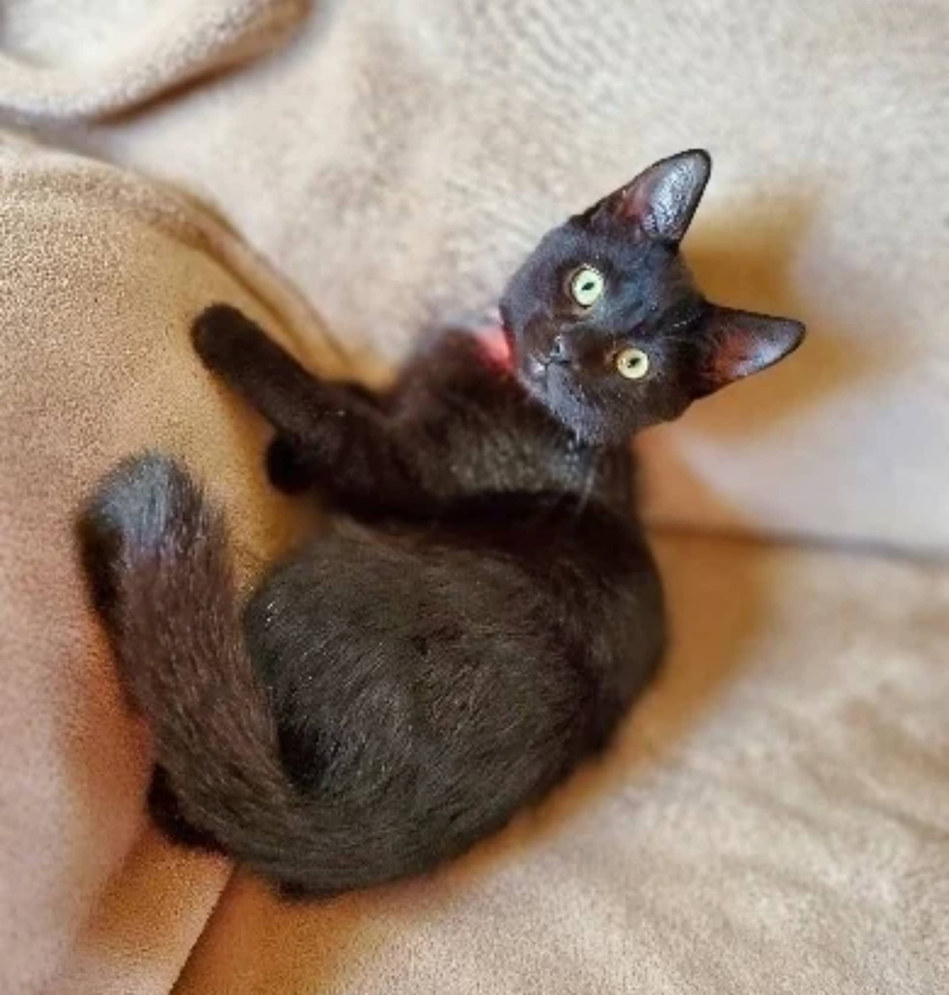Andy - Domestic Shorthair cat available for adoption at SPA de Québec in Quebec City