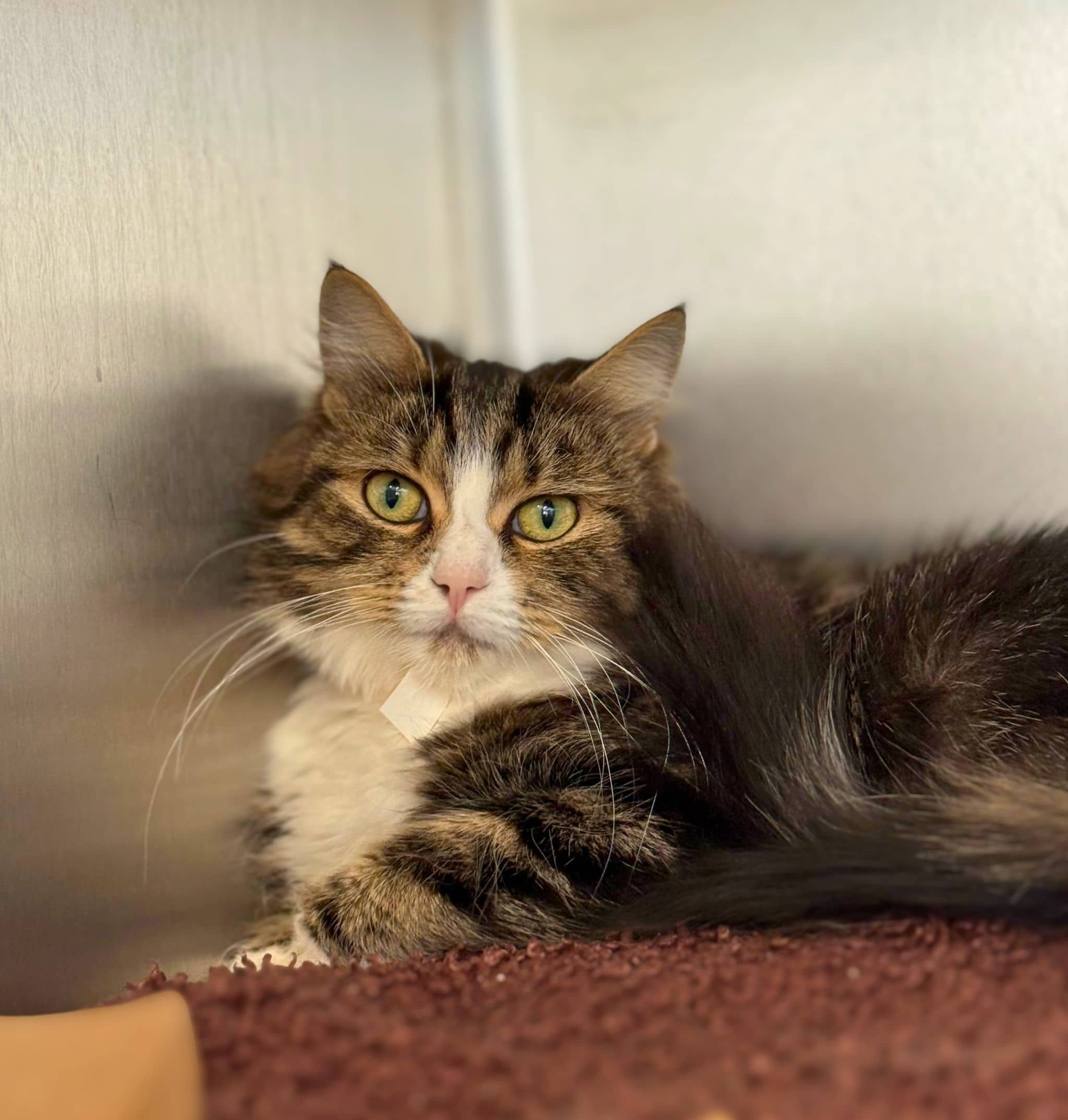 Tuna Catsserole - Domestic Shorthair cat available for adoption at SPA de Québec in Quebec City