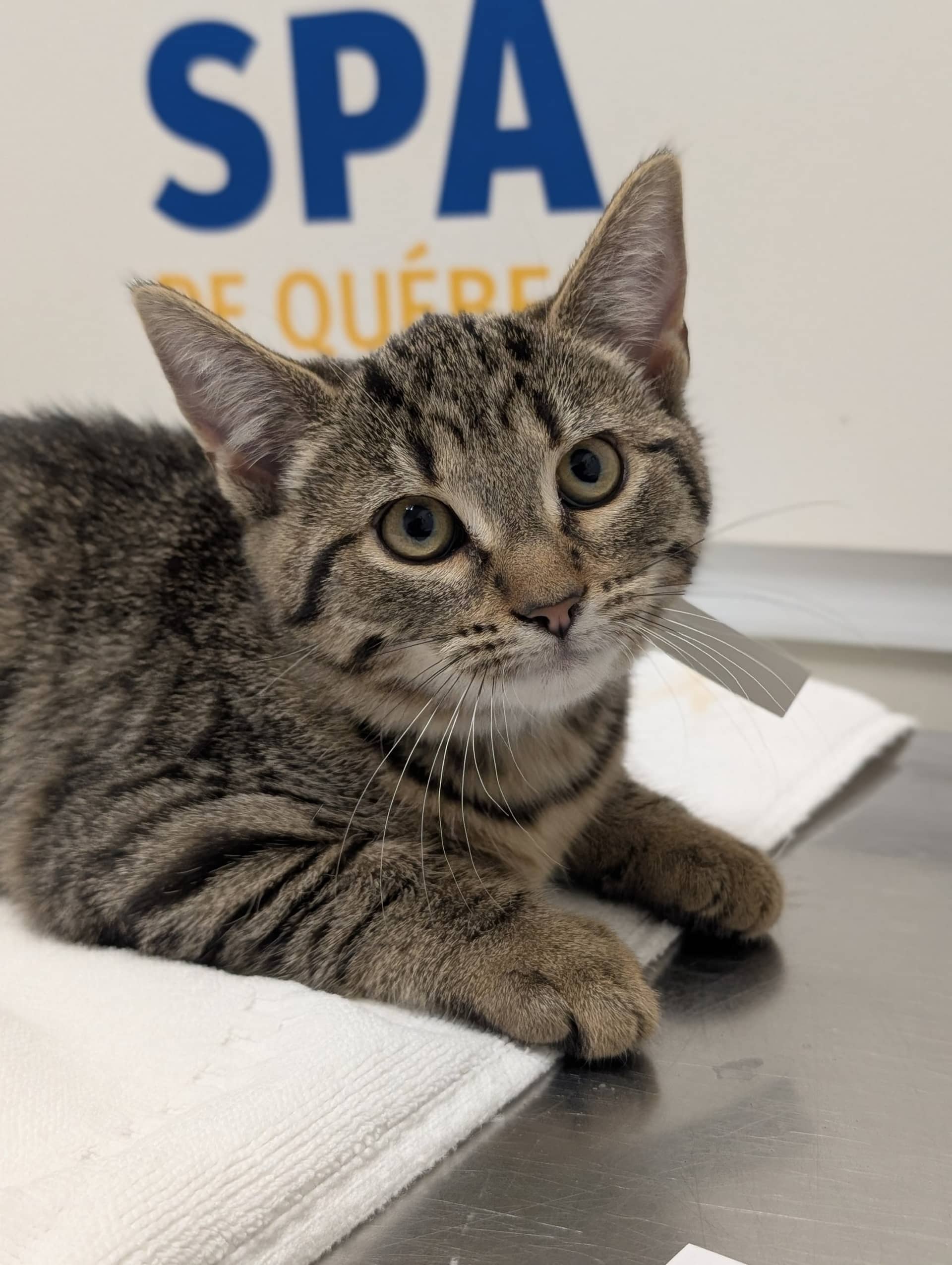 Clawdeen Wolf - Domestic Shorthair cat available for adoption at SPA de Québec in Quebec City