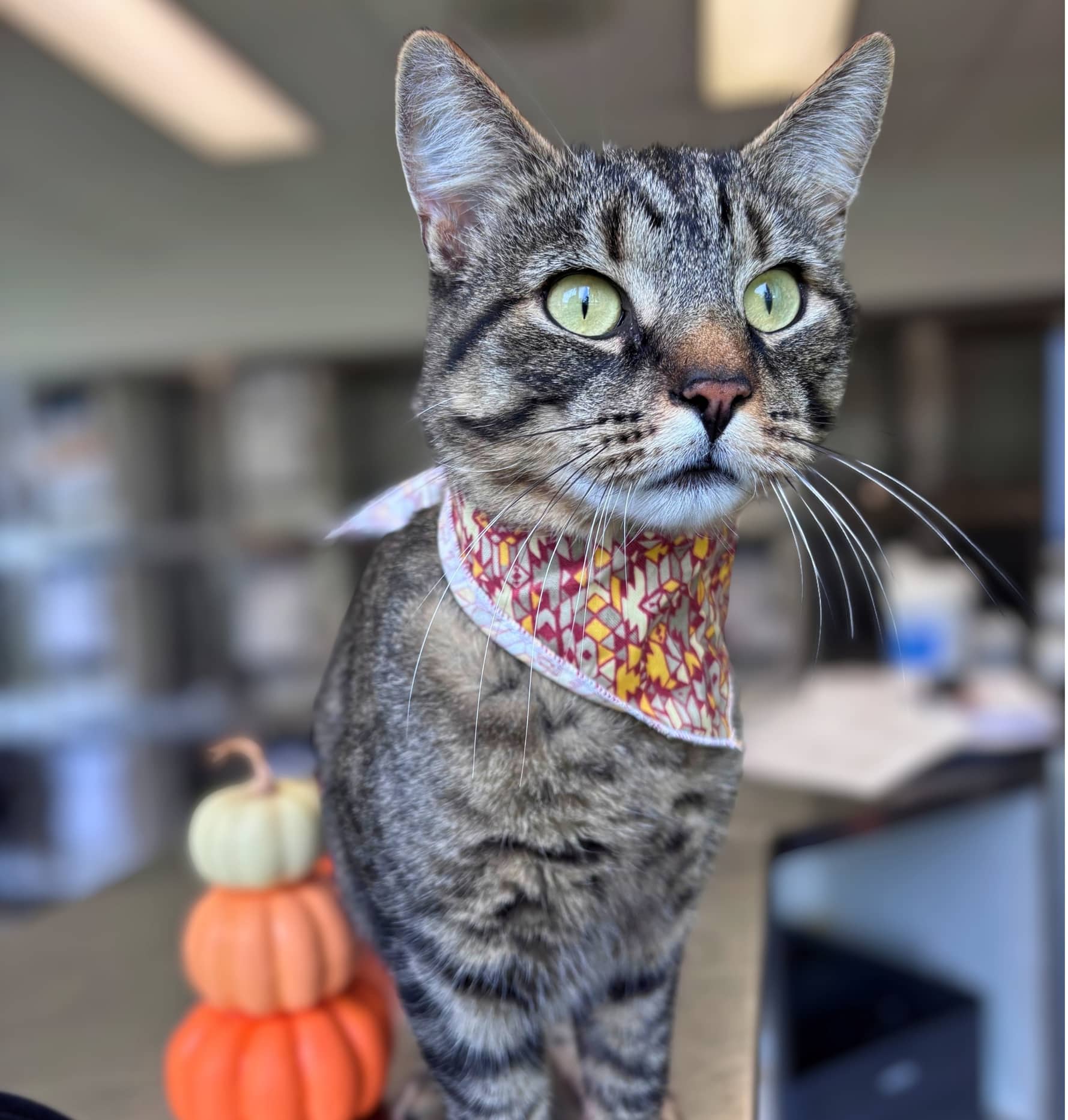 Tiguy - Domestic Shorthair available for adoption
