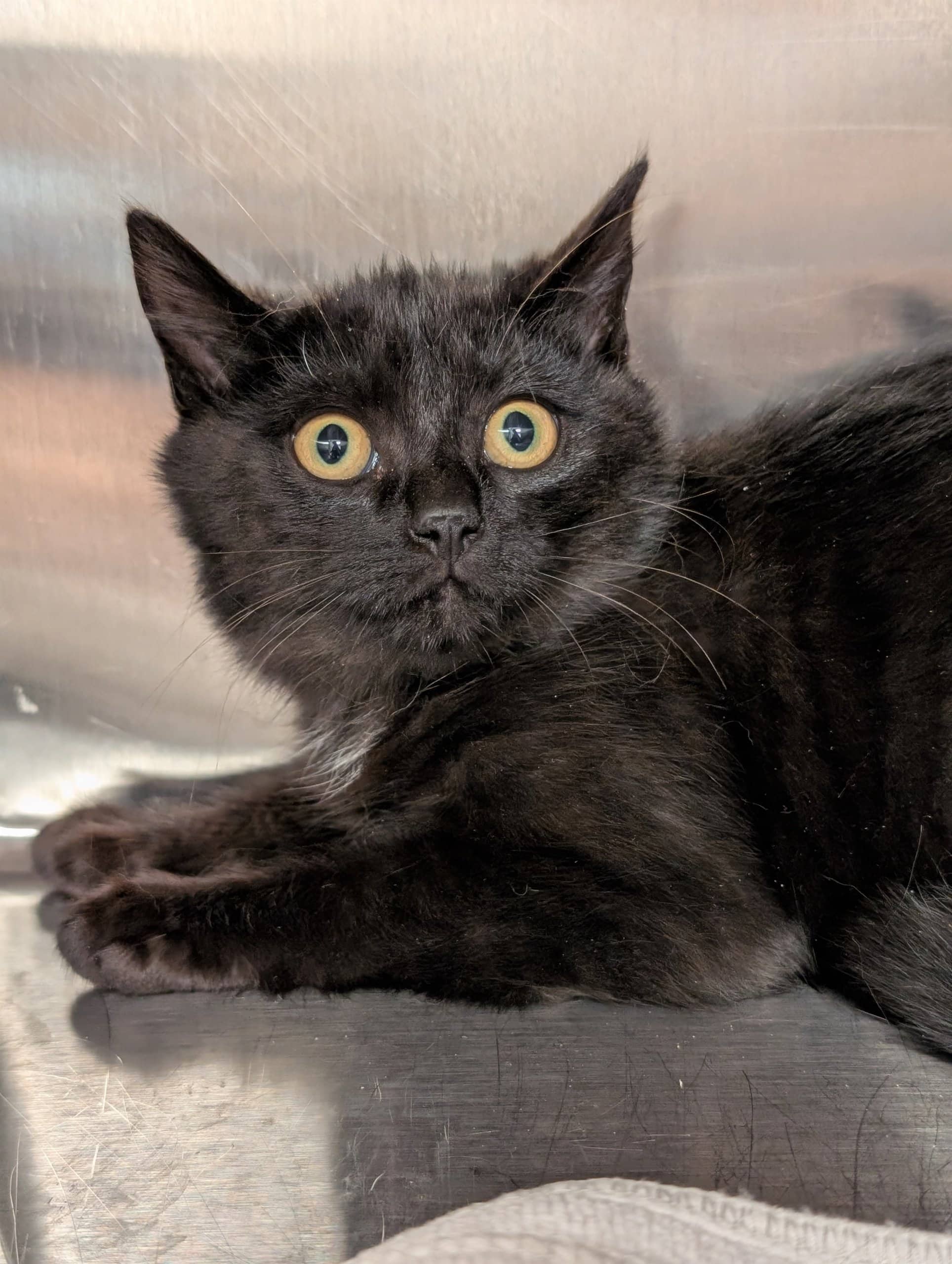 Libellule - Domestic Shorthair cat available for adoption at SPA de Québec in Quebec City
