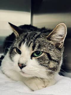 Timi - Domestic Shorthair cat available for adoption at SPA de Québec in Quebec City