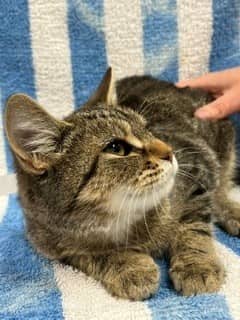 Titoute - Domestic Shorthair available for adoption