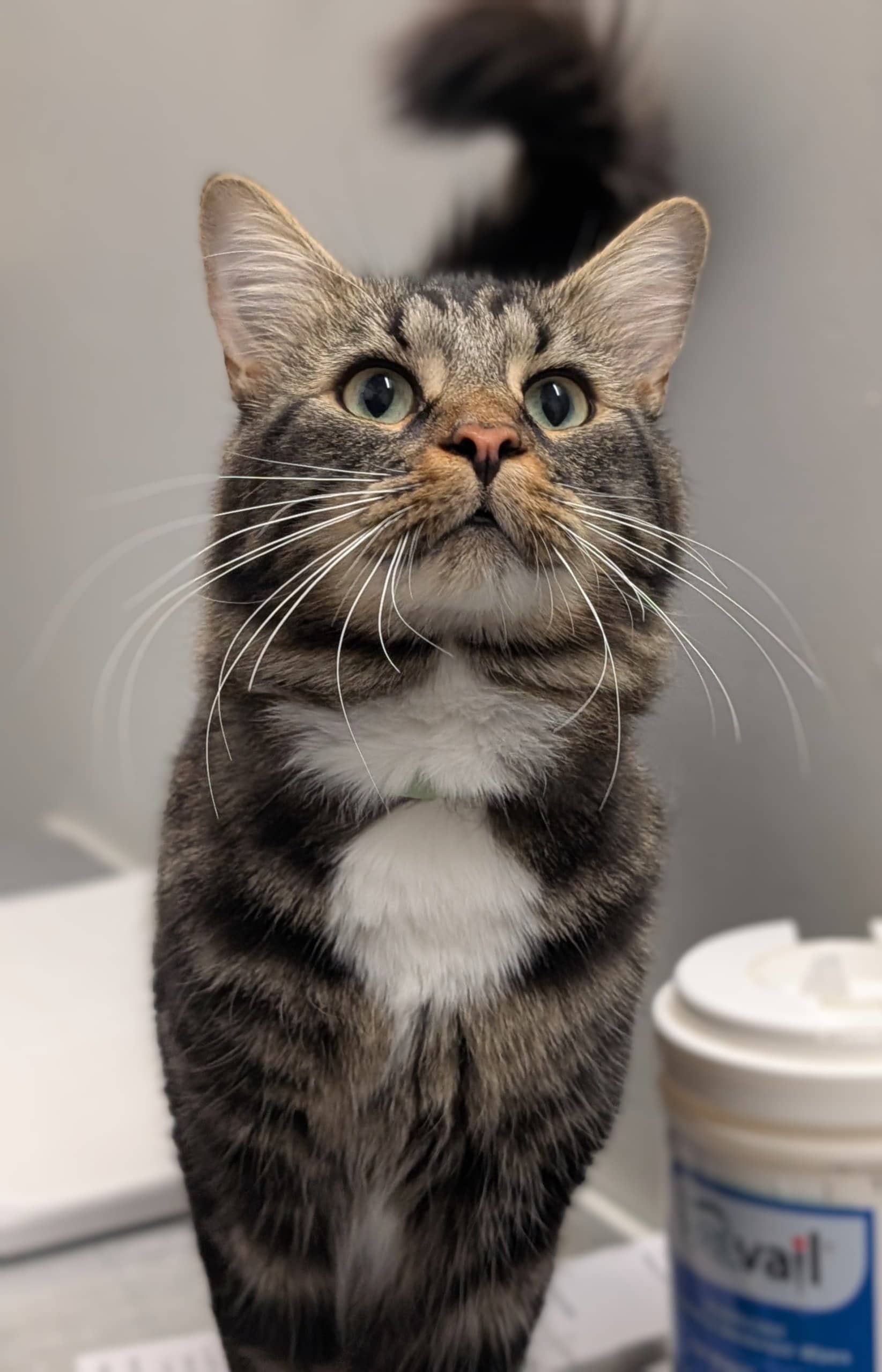 Ozzy Osbourne - Domestic Shorthair available for adoption