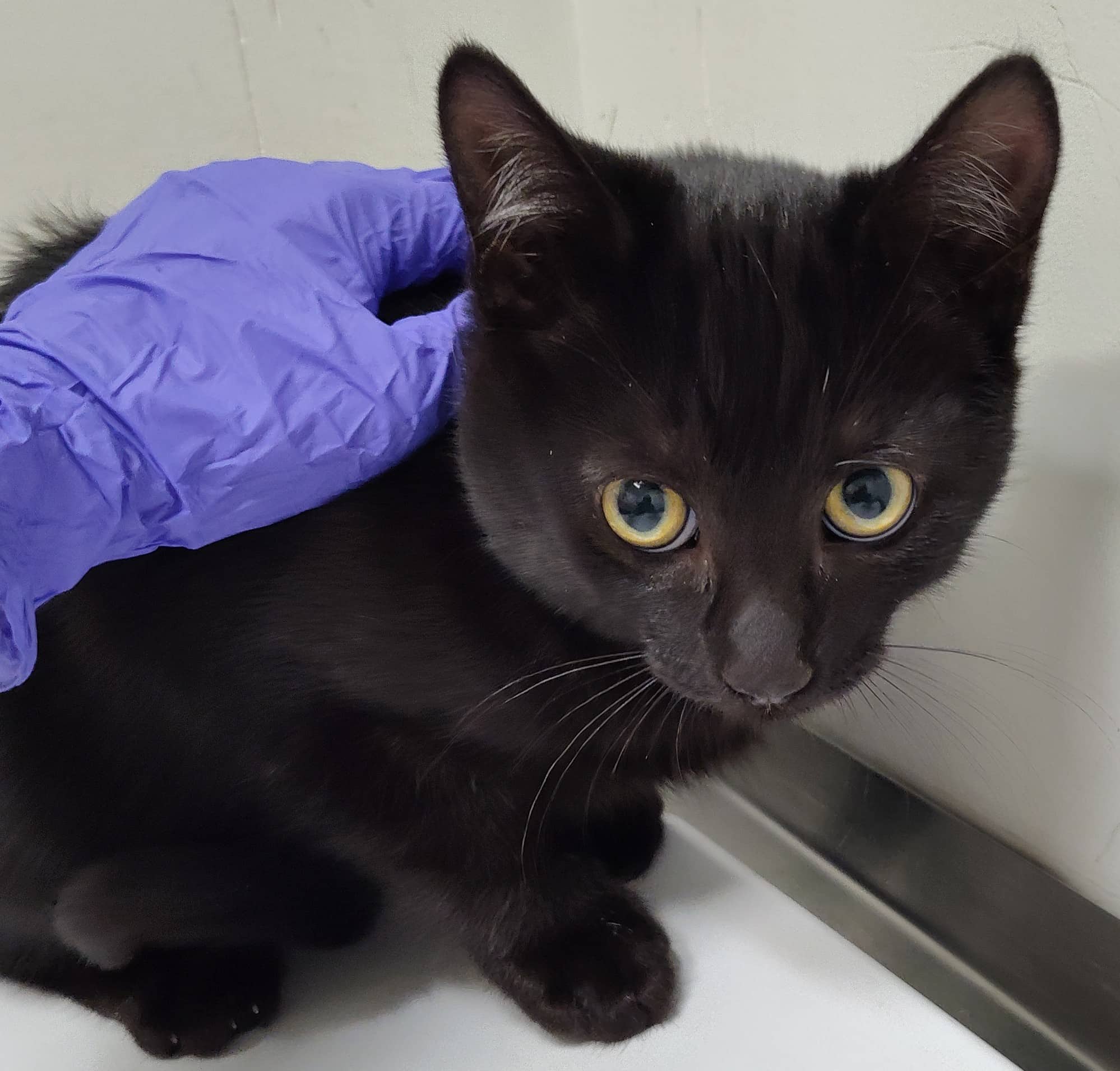 Missy - Domestic Shorthair cat available for adoption at SPA de Québec in Quebec City
