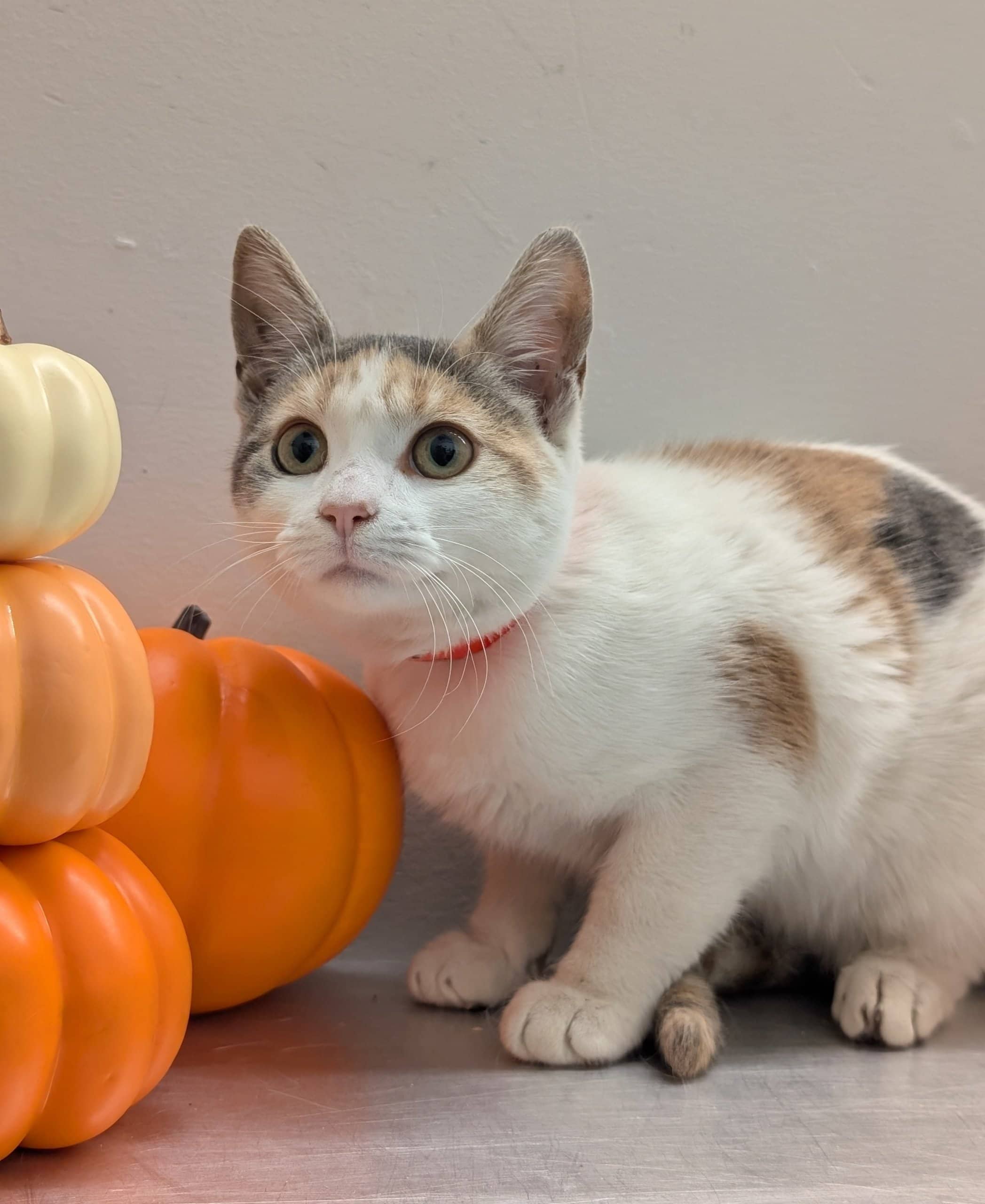 Remi - Domestic Shorthair cat available for adoption at SPA de Québec in Quebec City