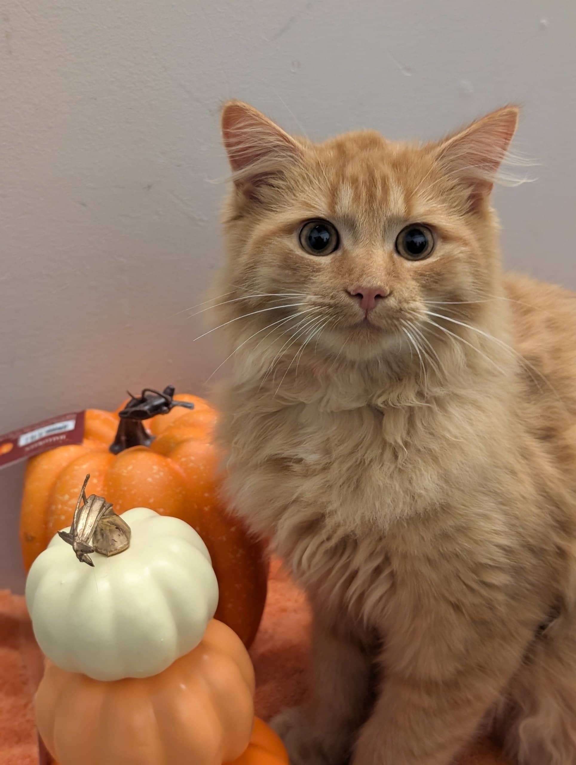 Wybie - Domestic Shorthair available for adoption