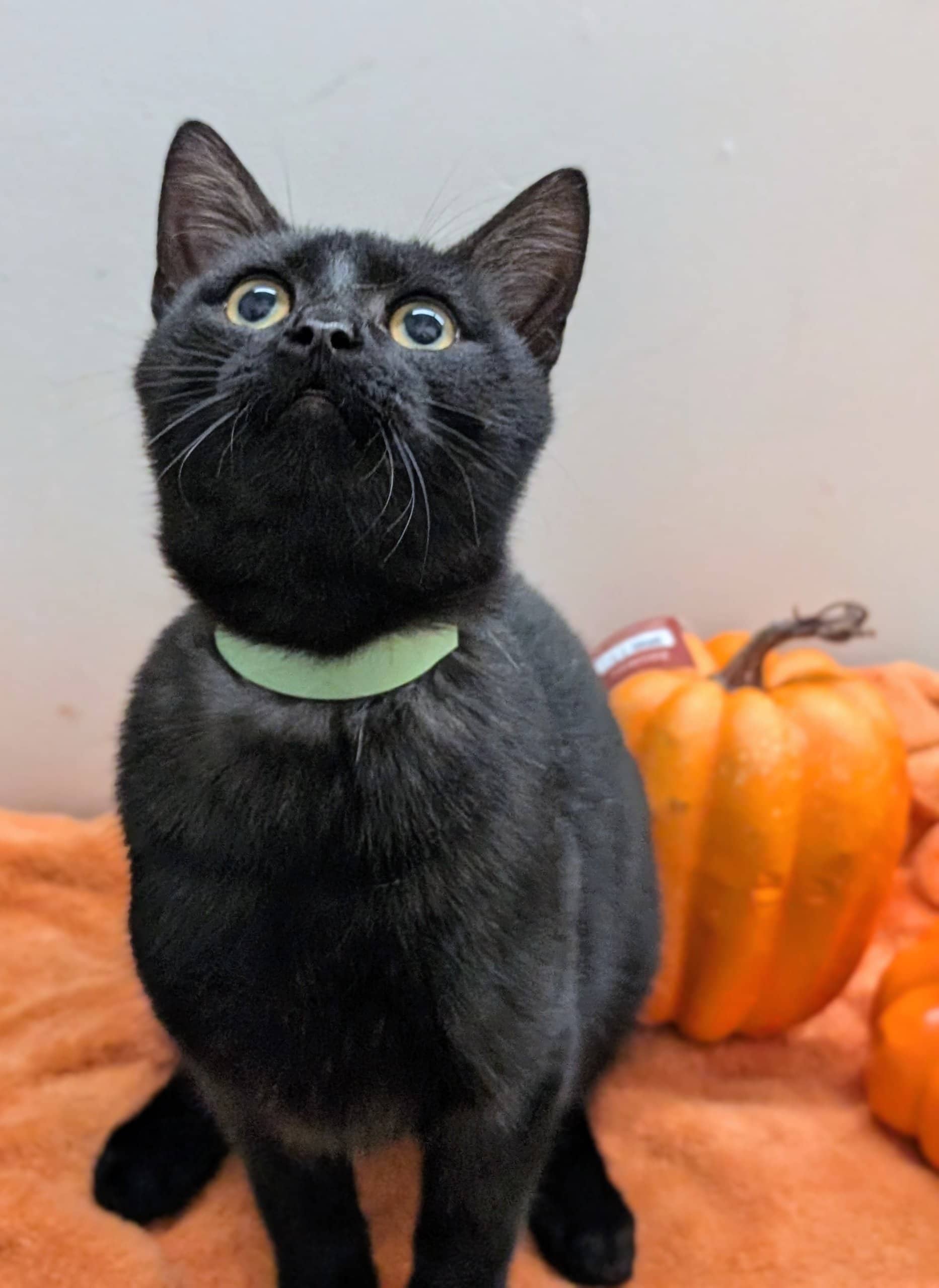 Mr Bobinsky - Domestic Shorthair cat available for adoption at SPA de Québec in Quebec City