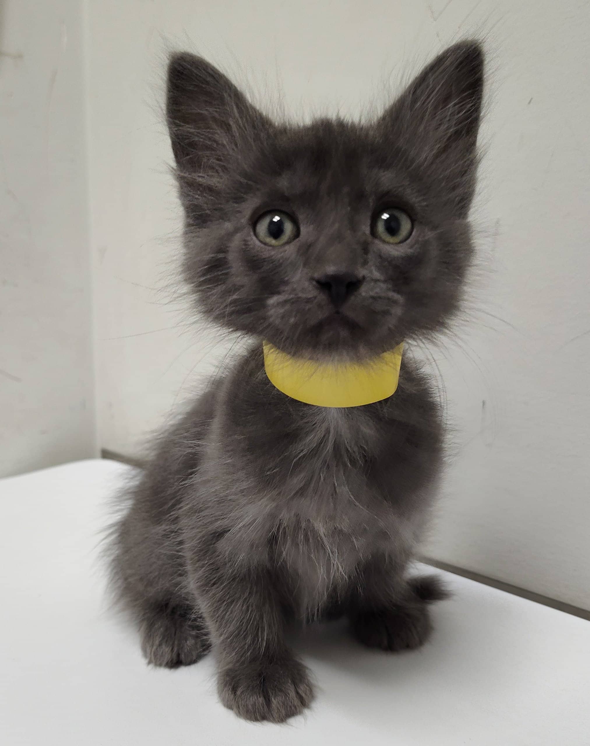 Mikhail - Domestic Shorthair available for adoption