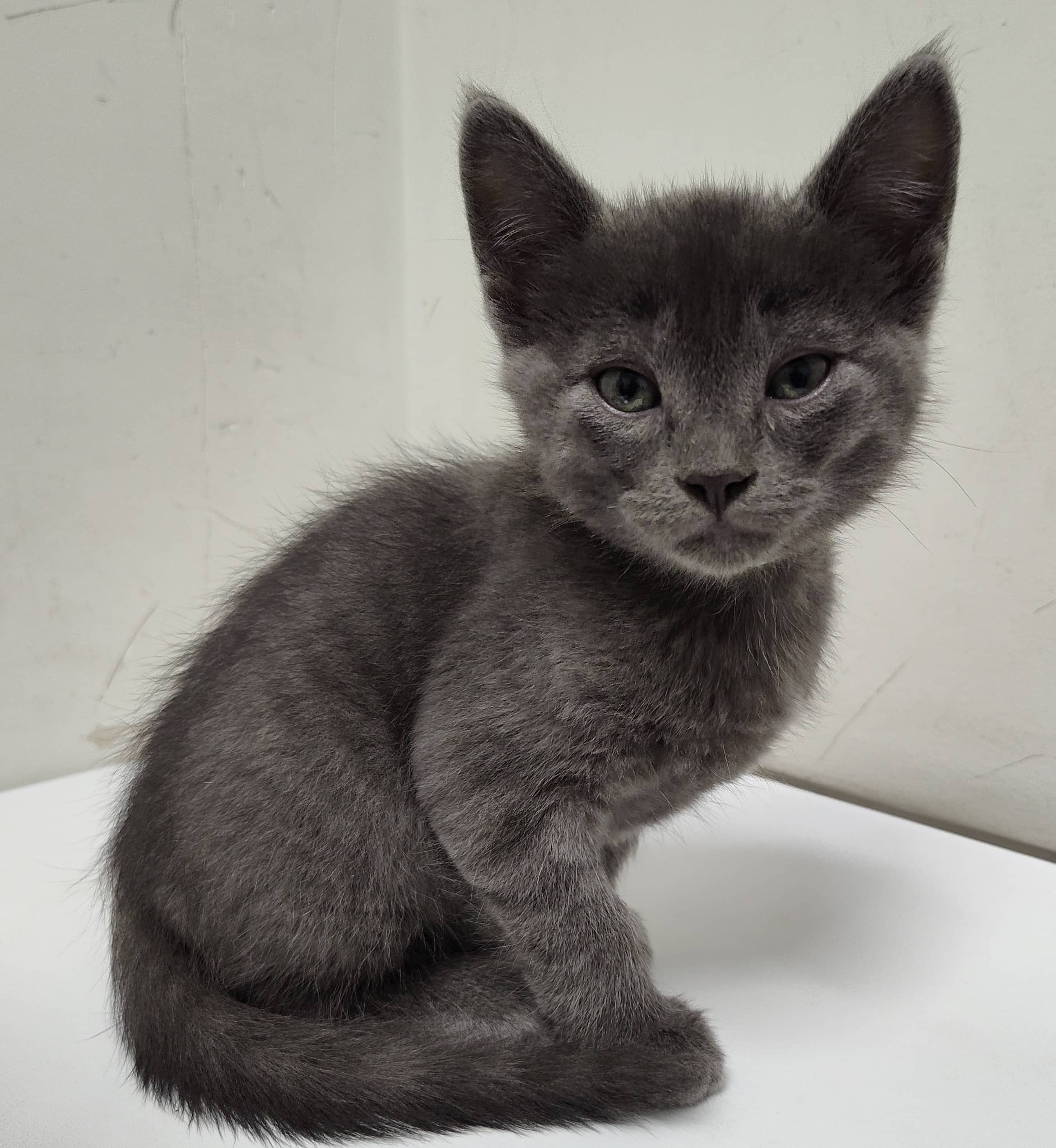 Viktor - Domestic Shorthair available for adoption