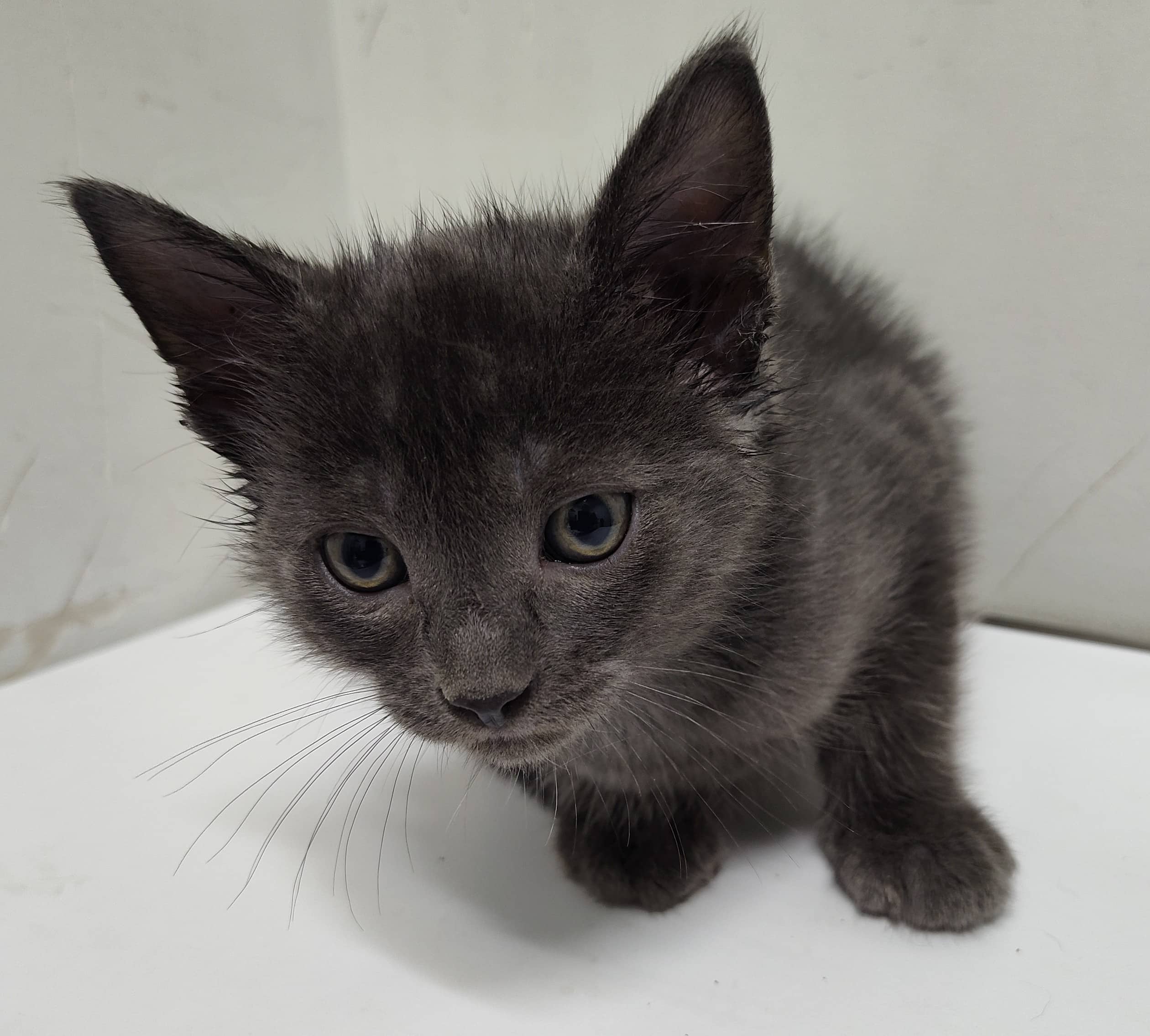 Sergei - Domestic Shorthair available for adoption