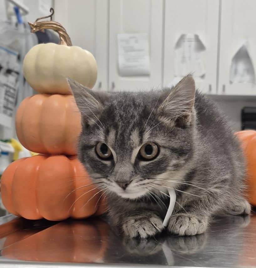 Smidge - Domestic Shorthair cat available for adoption at SPA de Québec in Quebec City