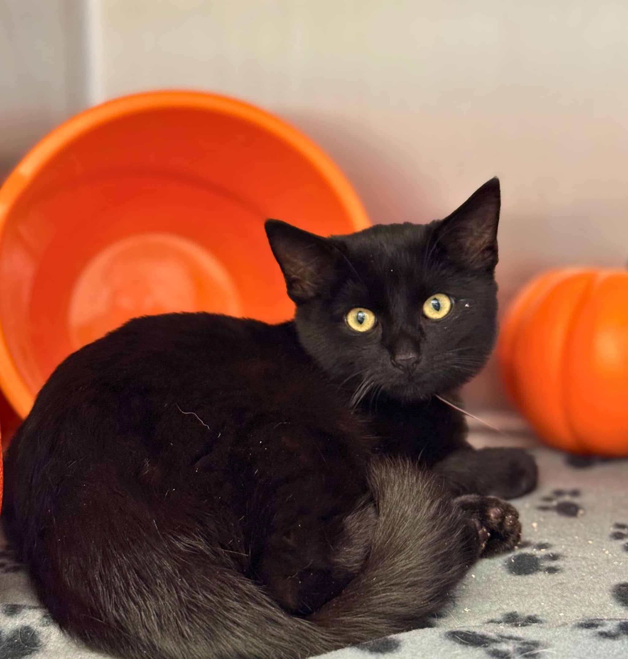 Taquito - Domestic Shorthair cat available for adoption at SPA de Québec in Quebec City