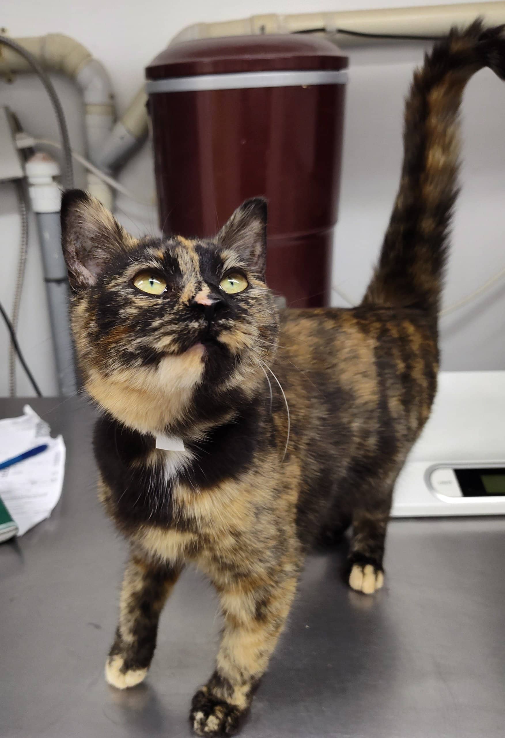 Tiramisu - Domestic Shorthair available for adoption