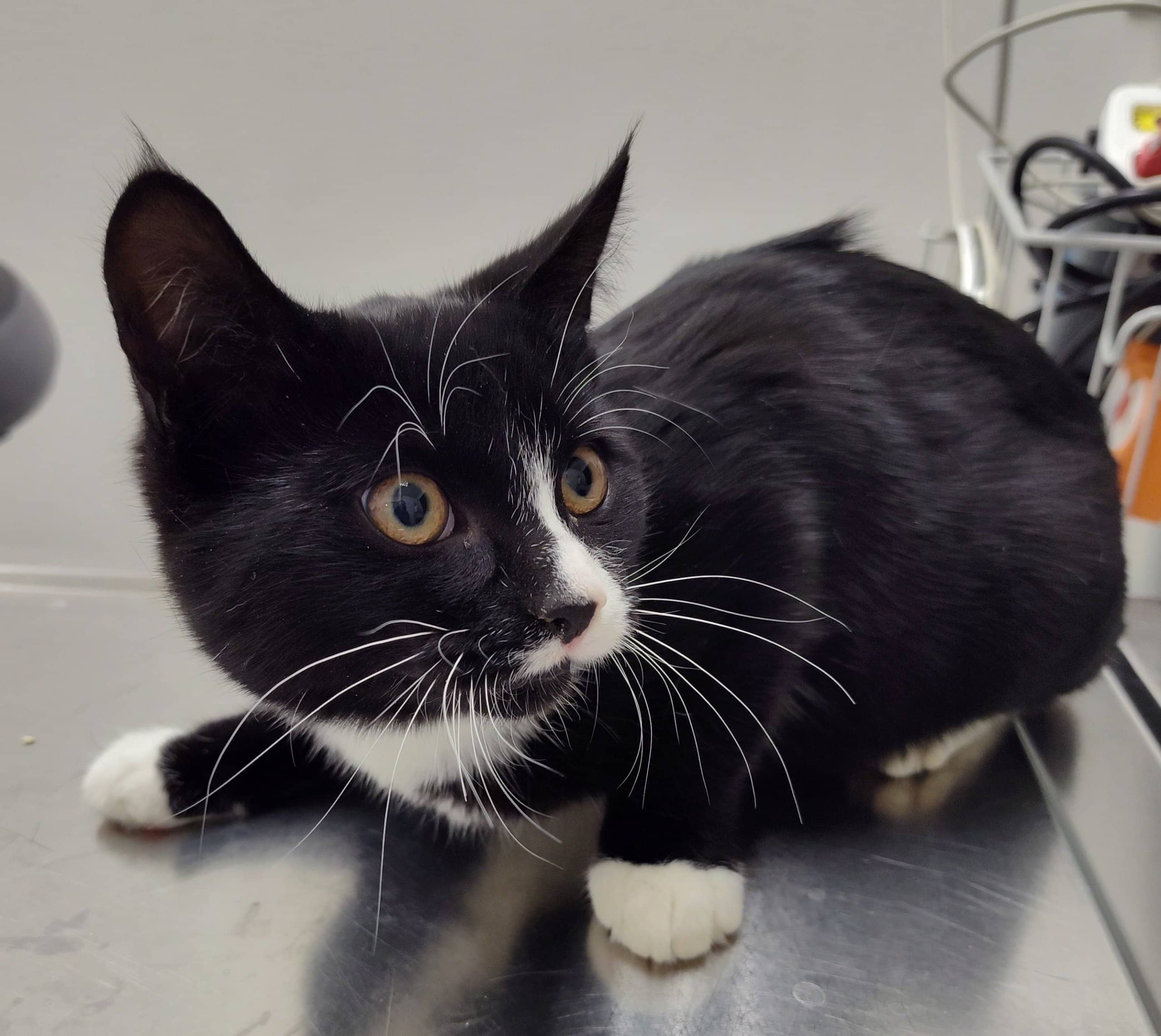 Roberto - Domestic Shorthair cat available for adoption at SPA de Québec in Quebec City
