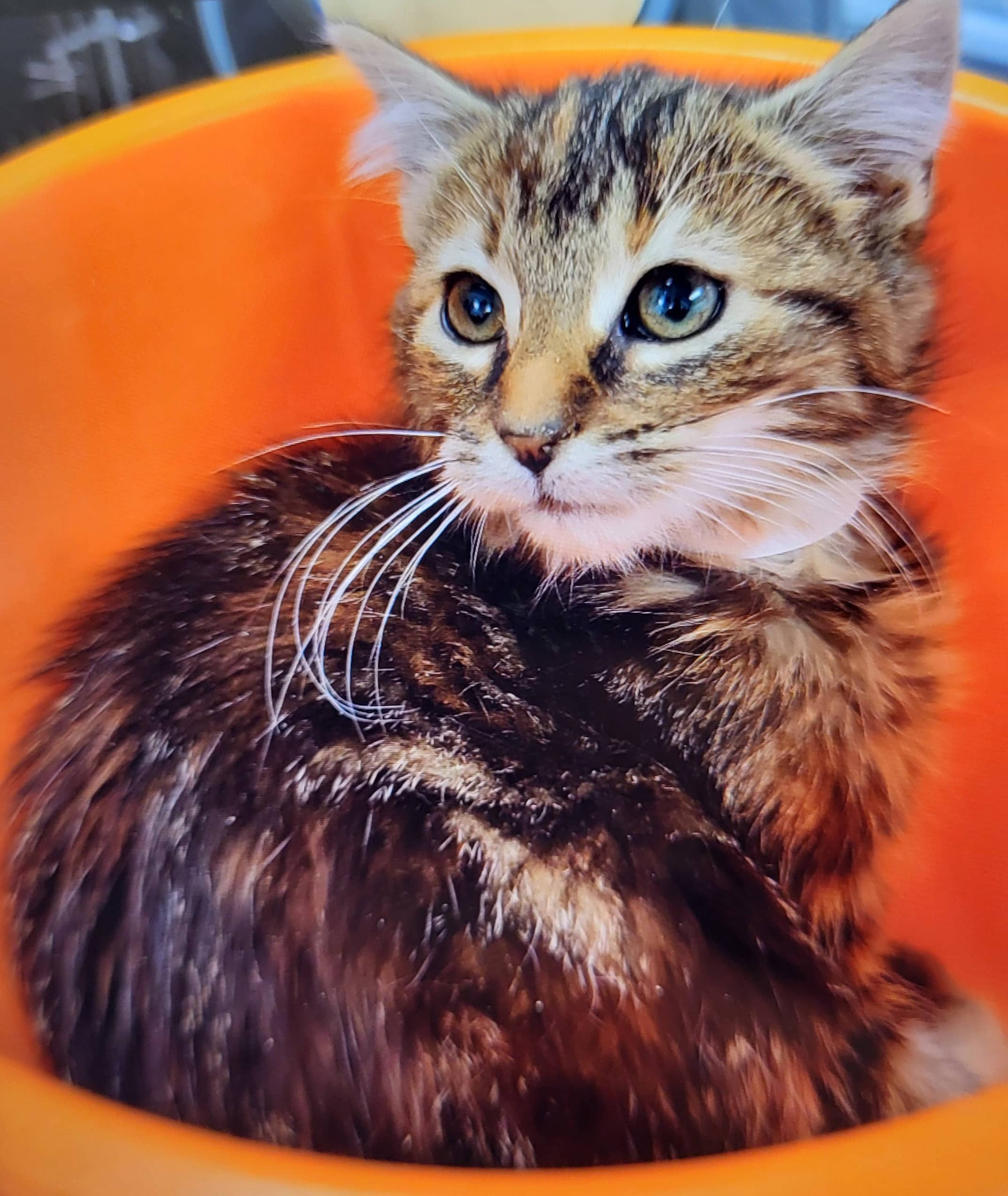 Habanero - Domestic Shorthair cat available for adoption at SPA de Québec in Quebec City